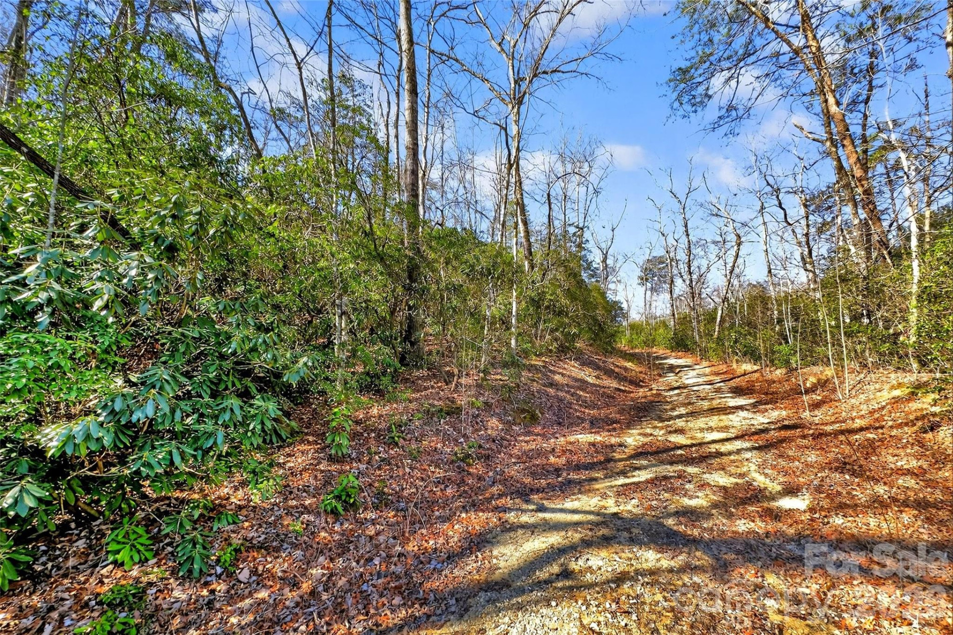 301 Black Pine Drive - Photo 3