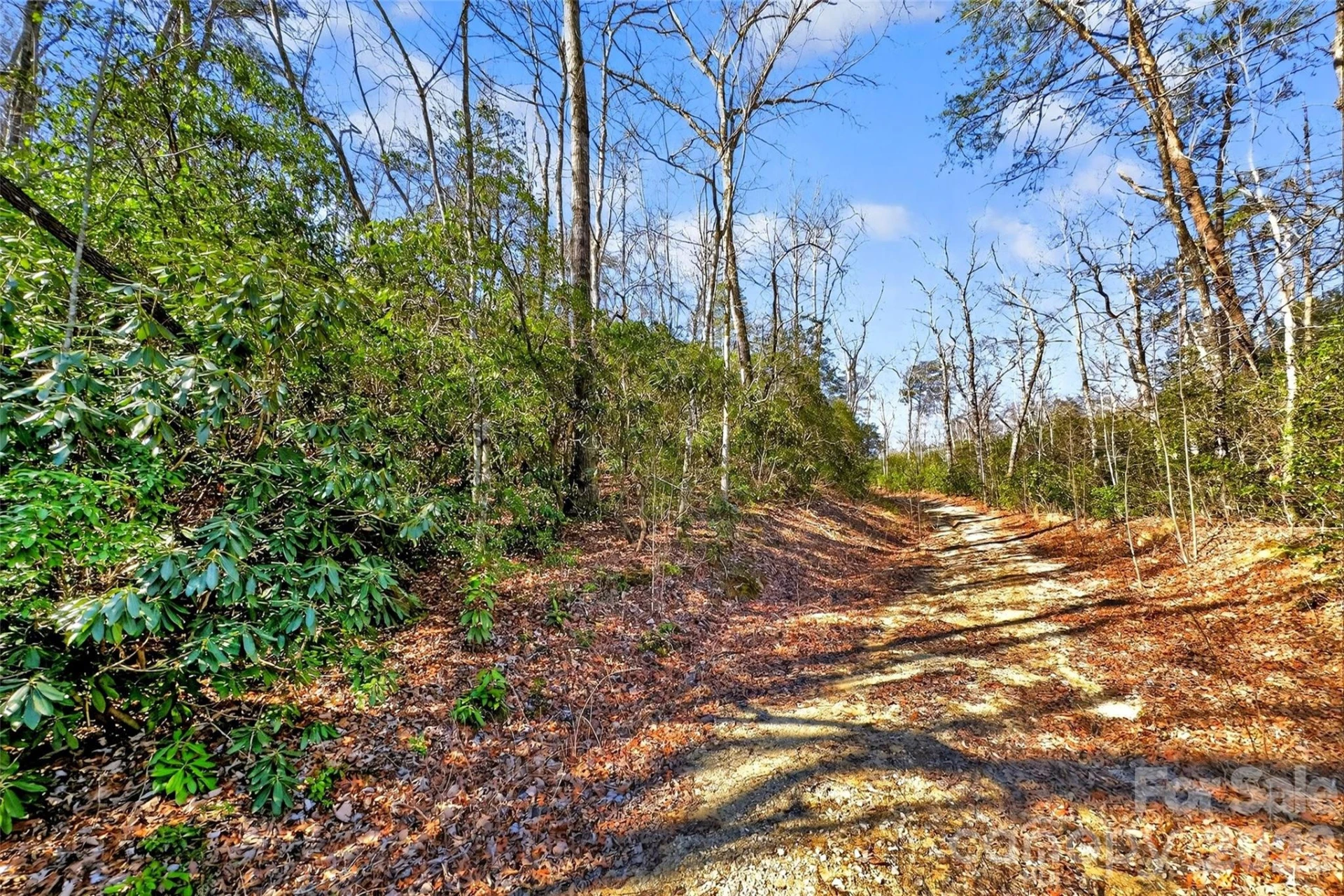 301 Black Pine Drive - Photo 3