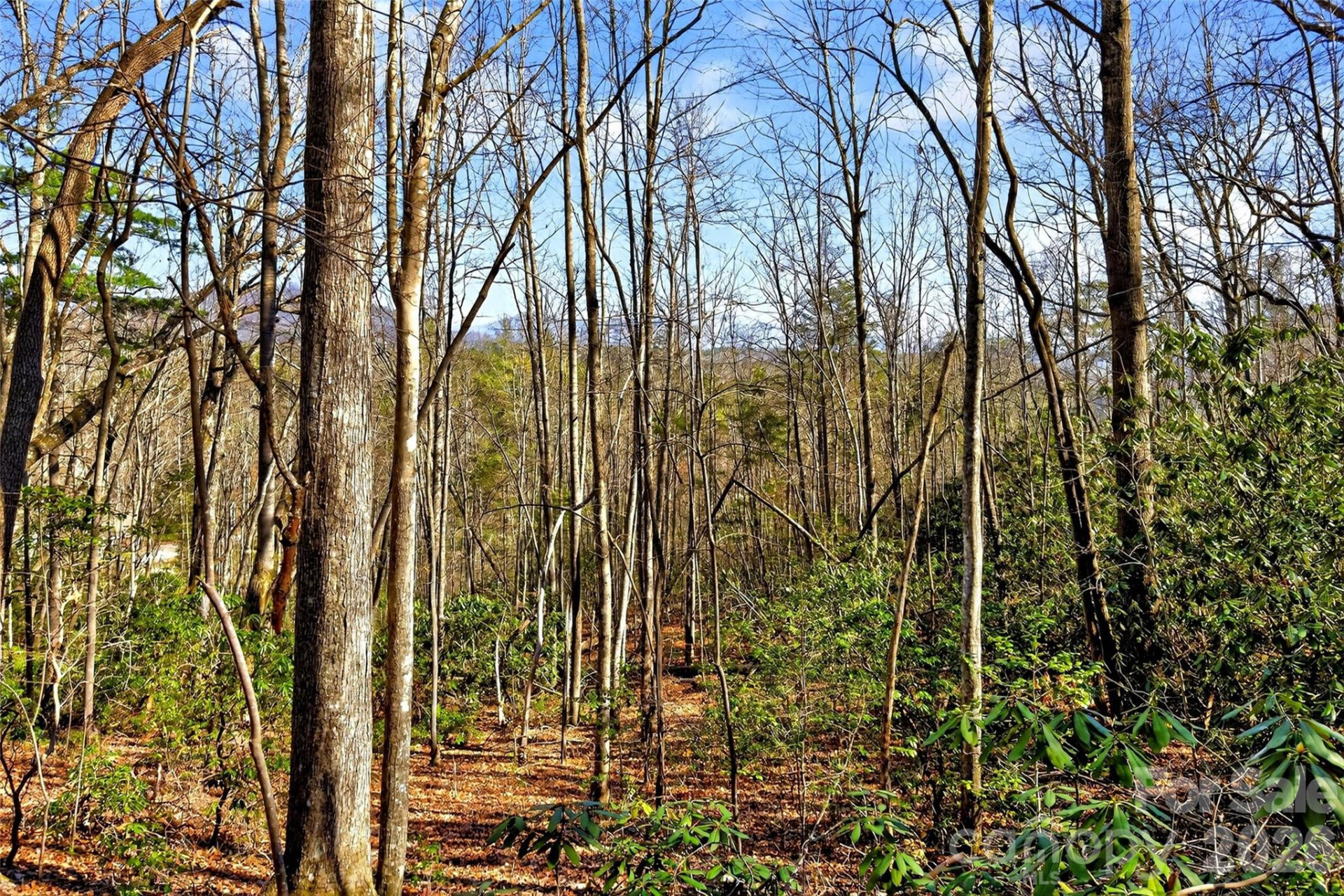 301 Black Pine Drive - Photo 24