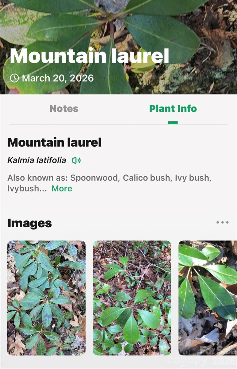 301 Black Pine Drive - Photo 25