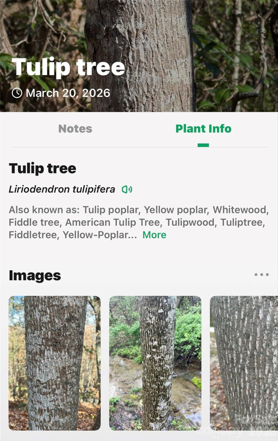 301 Black Pine Drive - Photo 26