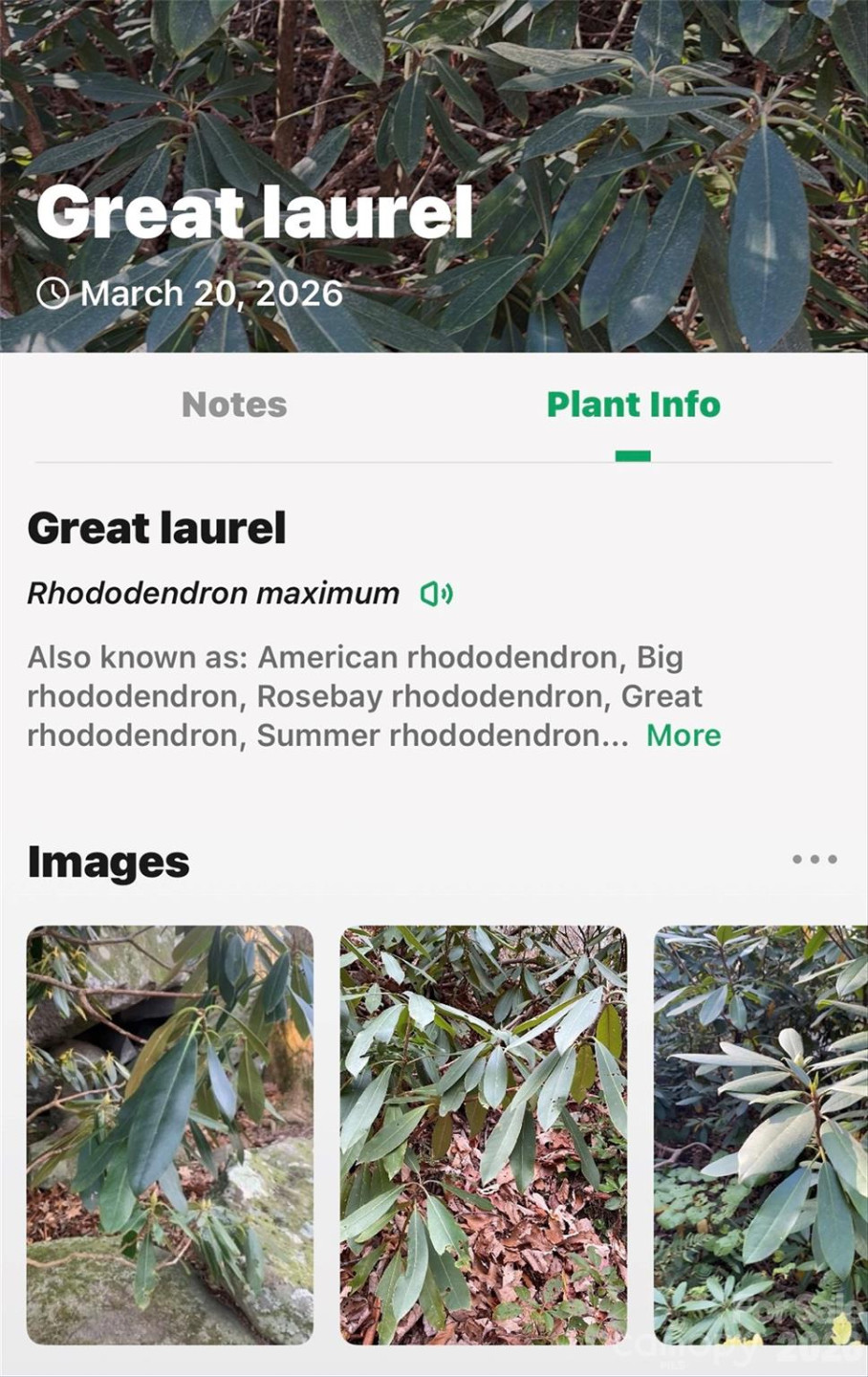 301 Black Pine Drive - Photo 27