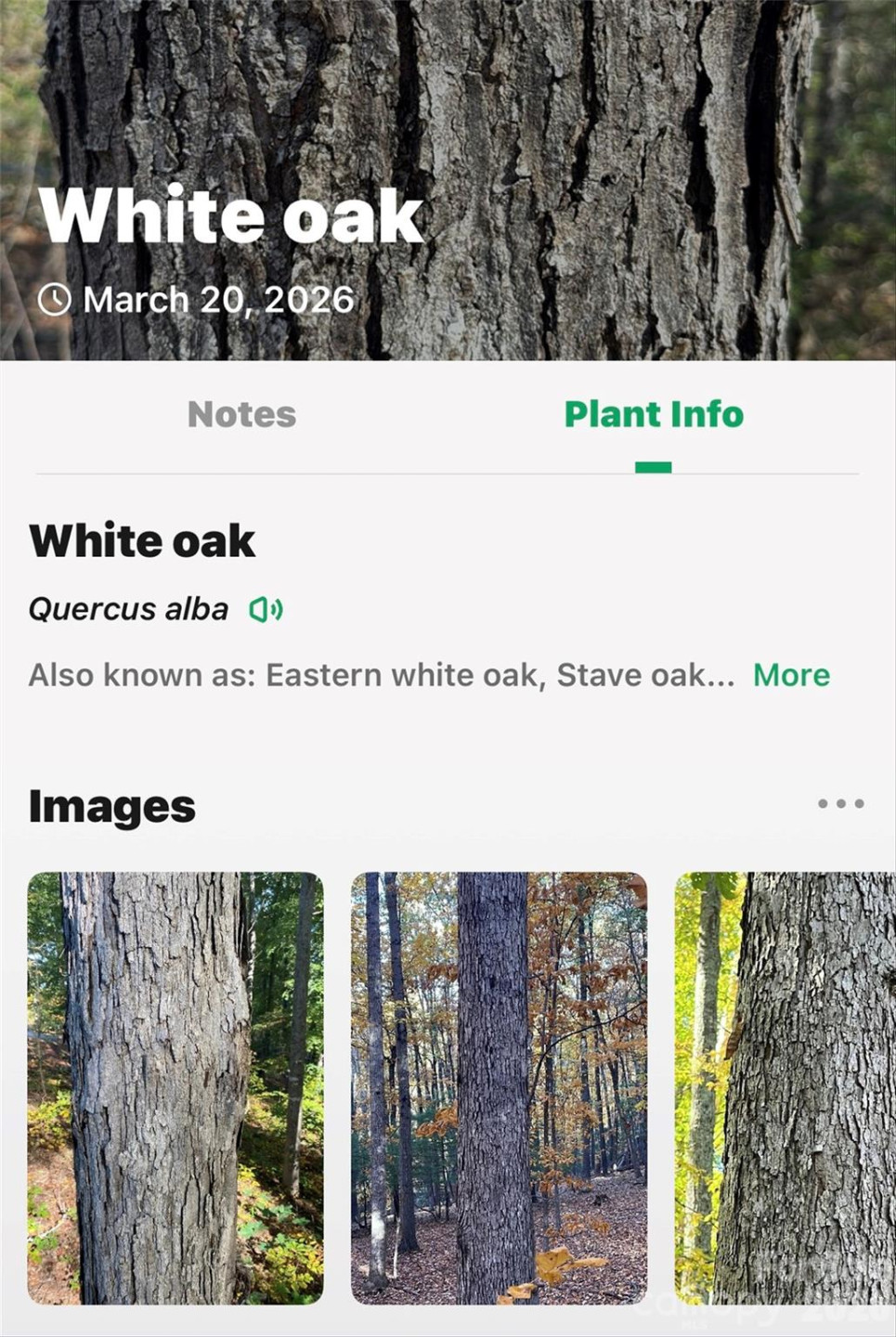 301 Black Pine Drive - Photo 28