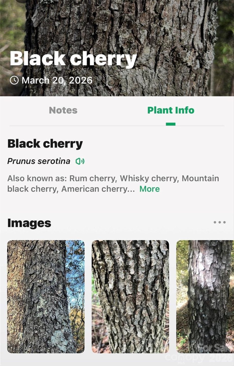 301 Black Pine Drive - Photo 29