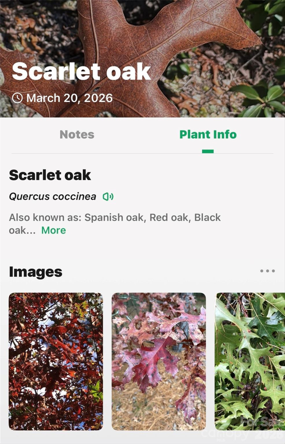 301 Black Pine Drive - Photo 30