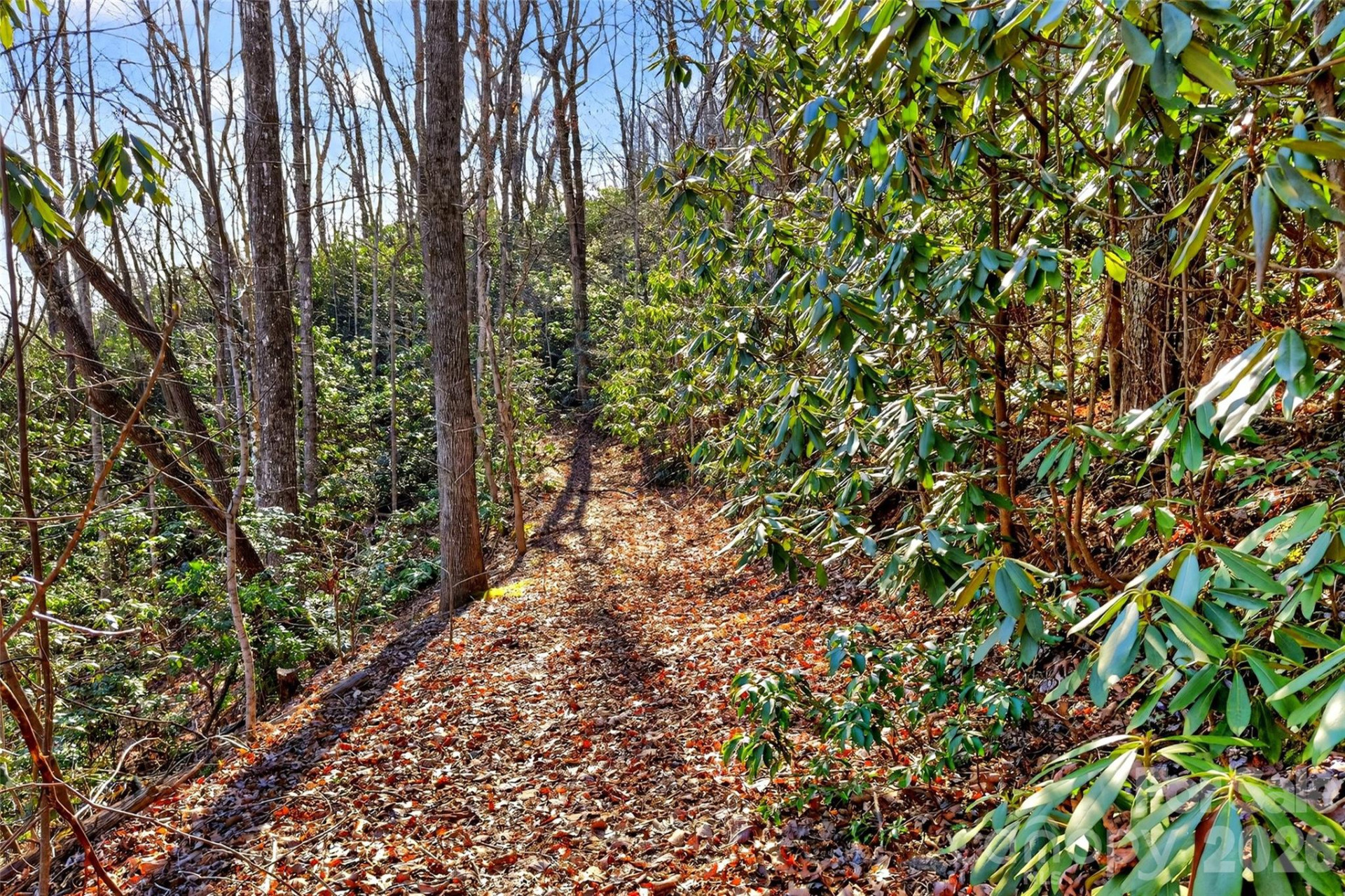 301 Black Pine Drive - Photo 4