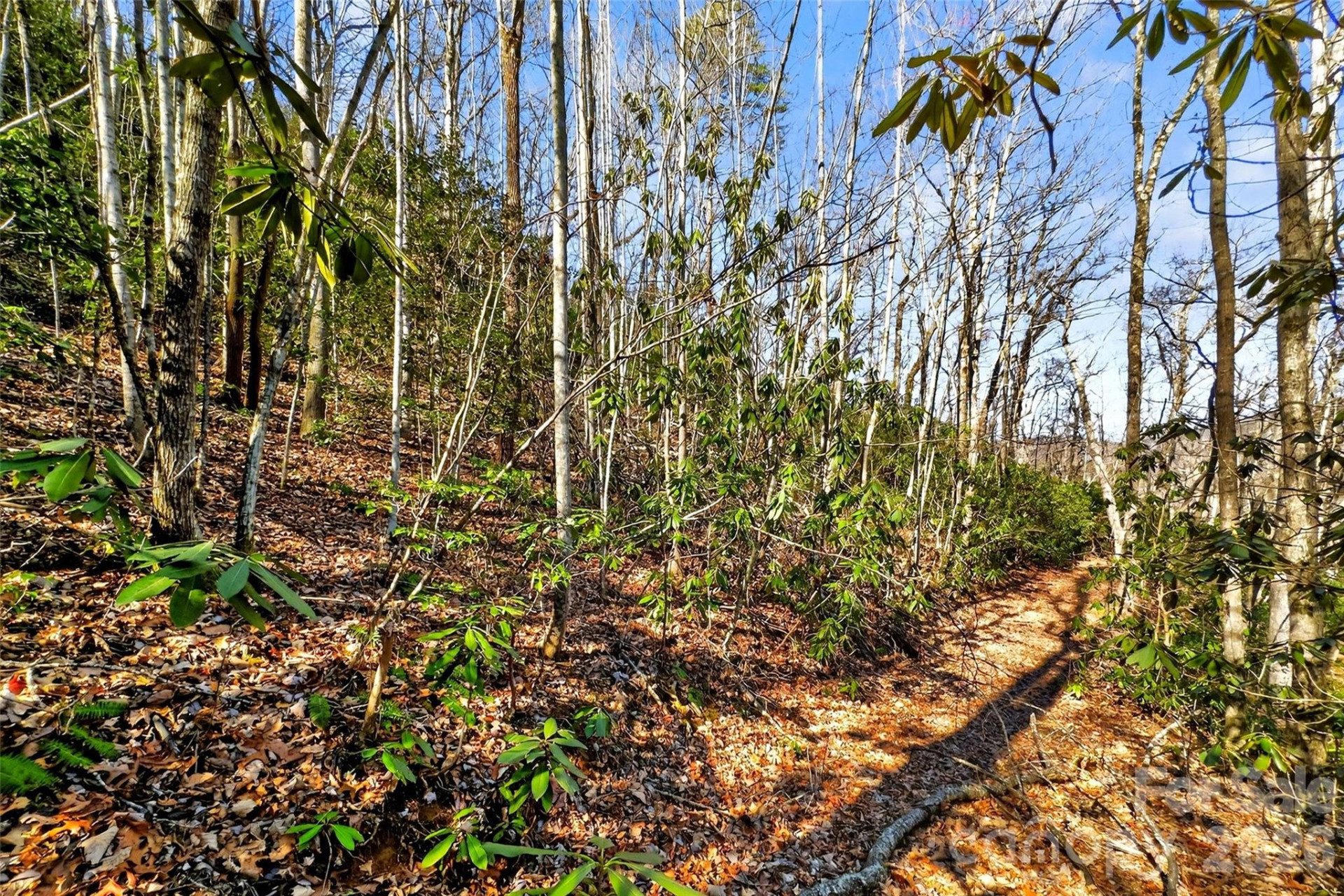 301 Black Pine Drive - Photo 6