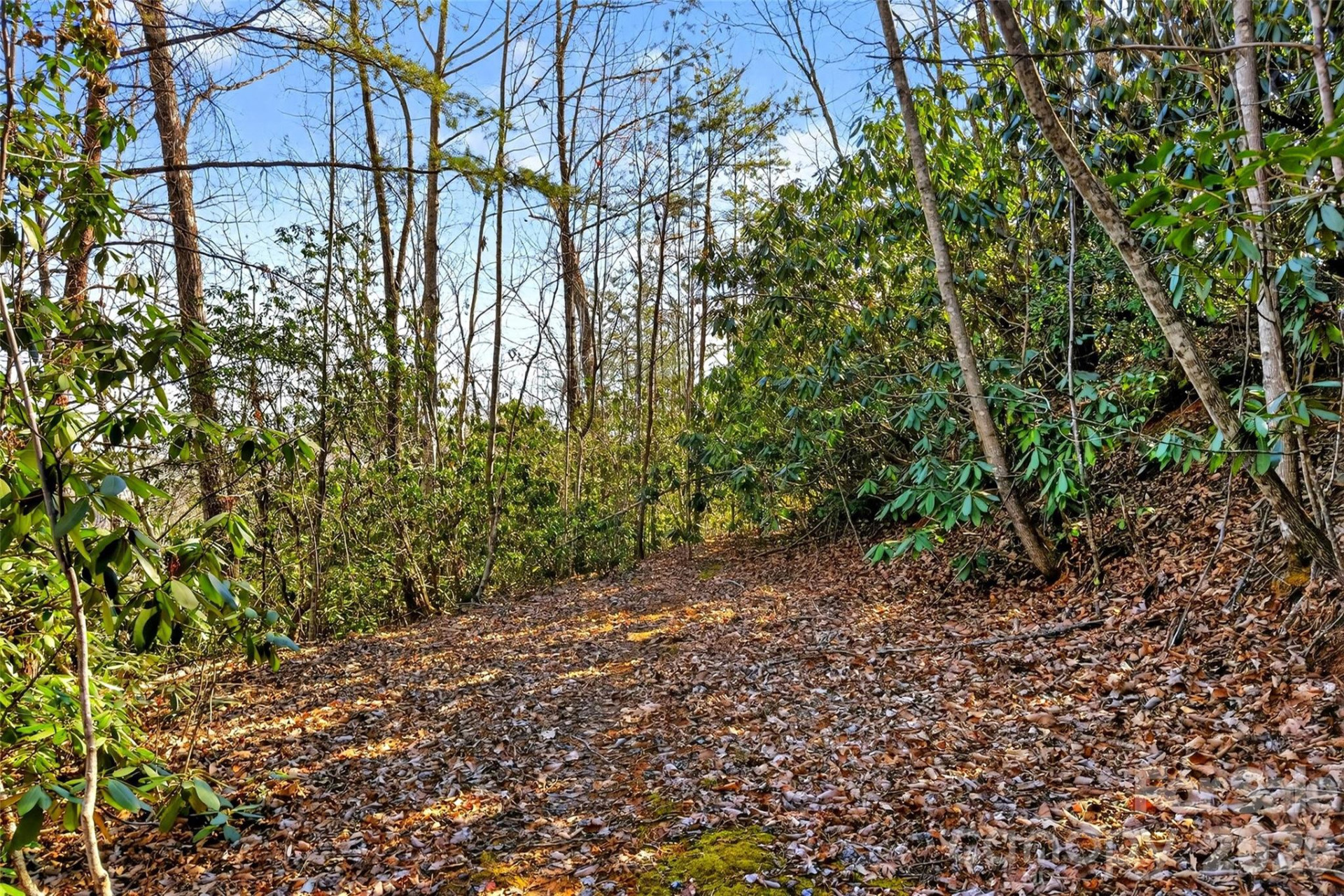 301 Black Pine Drive - Photo 7