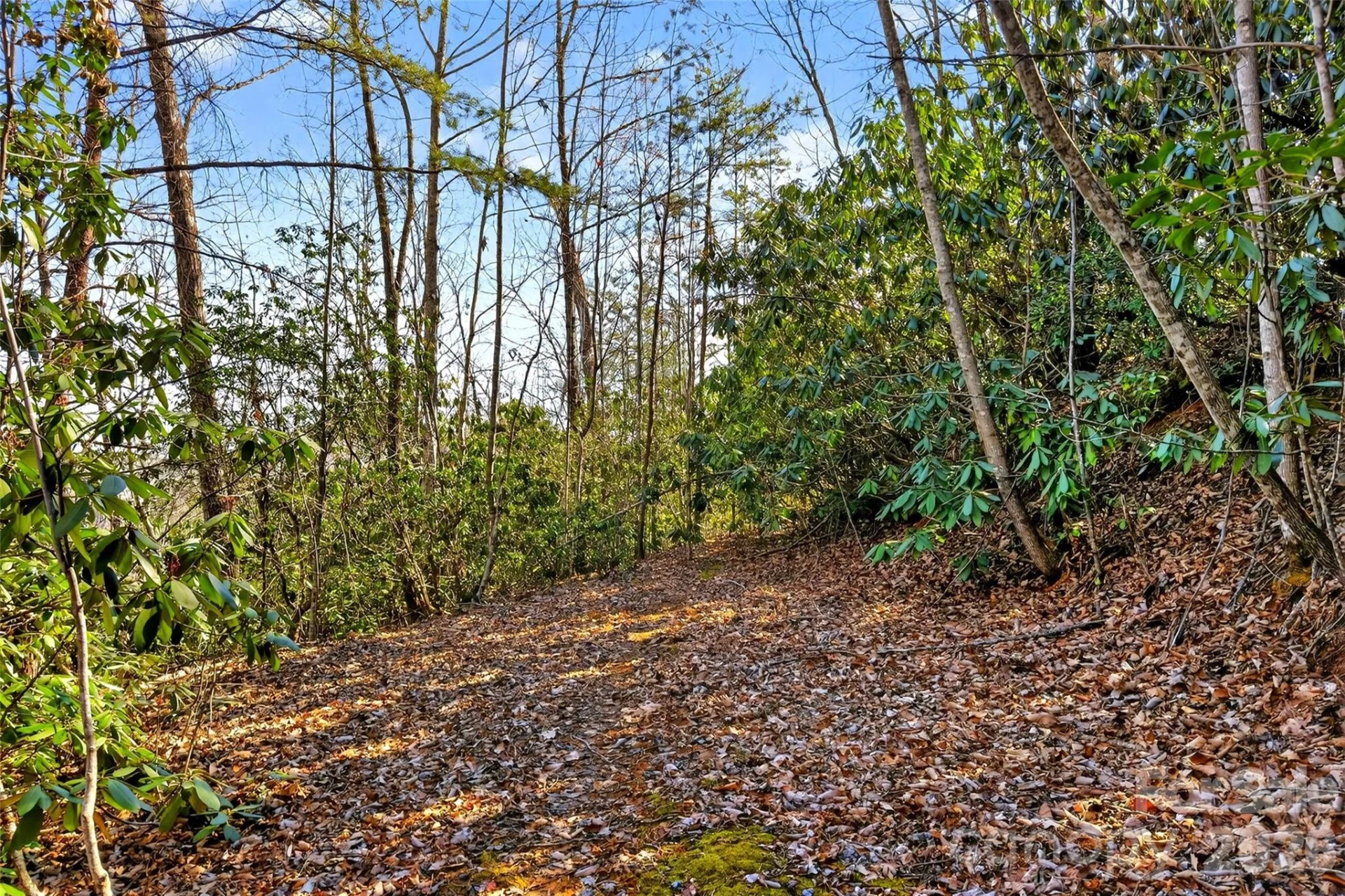 301 Black Pine Drive - Photo 7