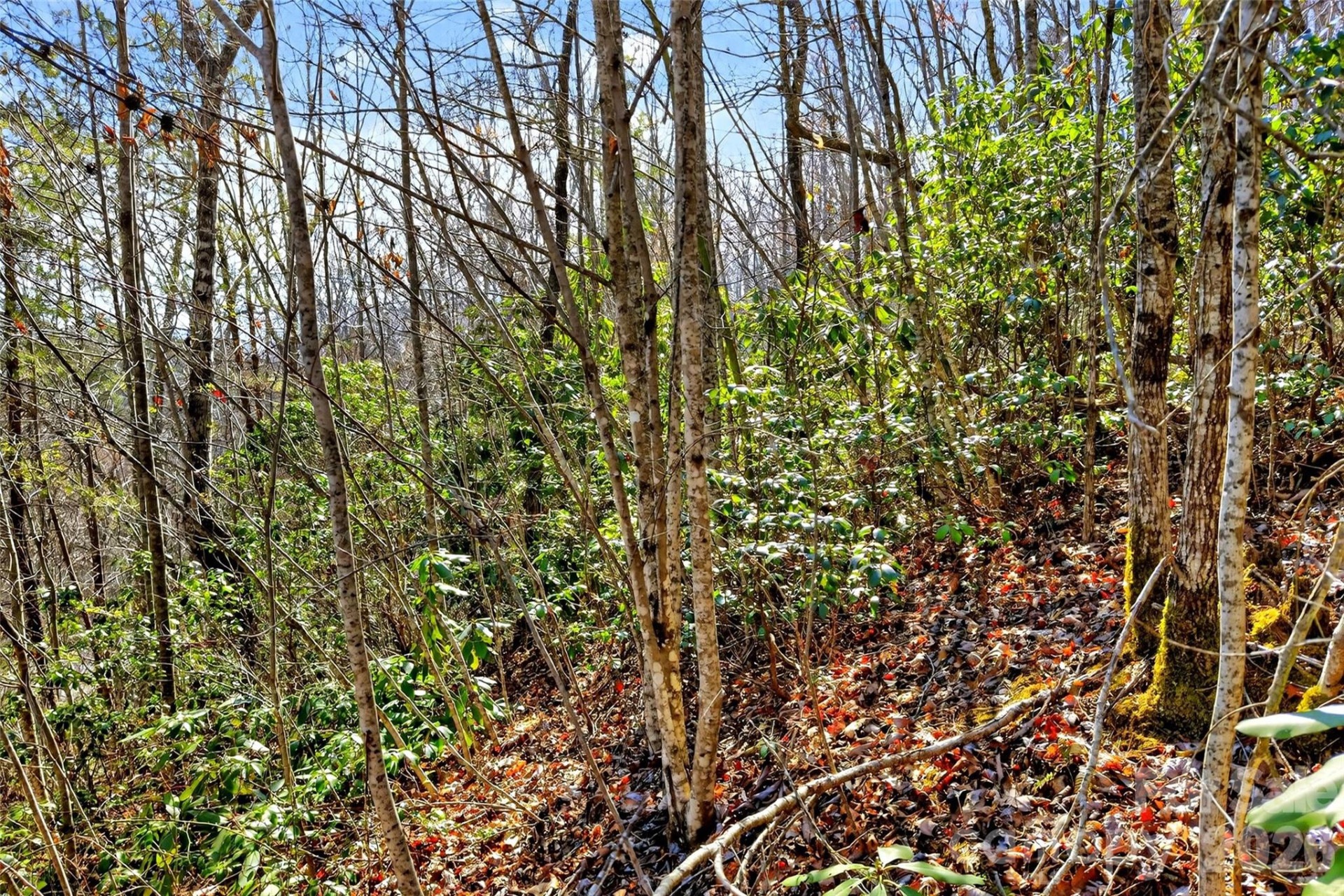 301 Black Pine Drive - Photo 9