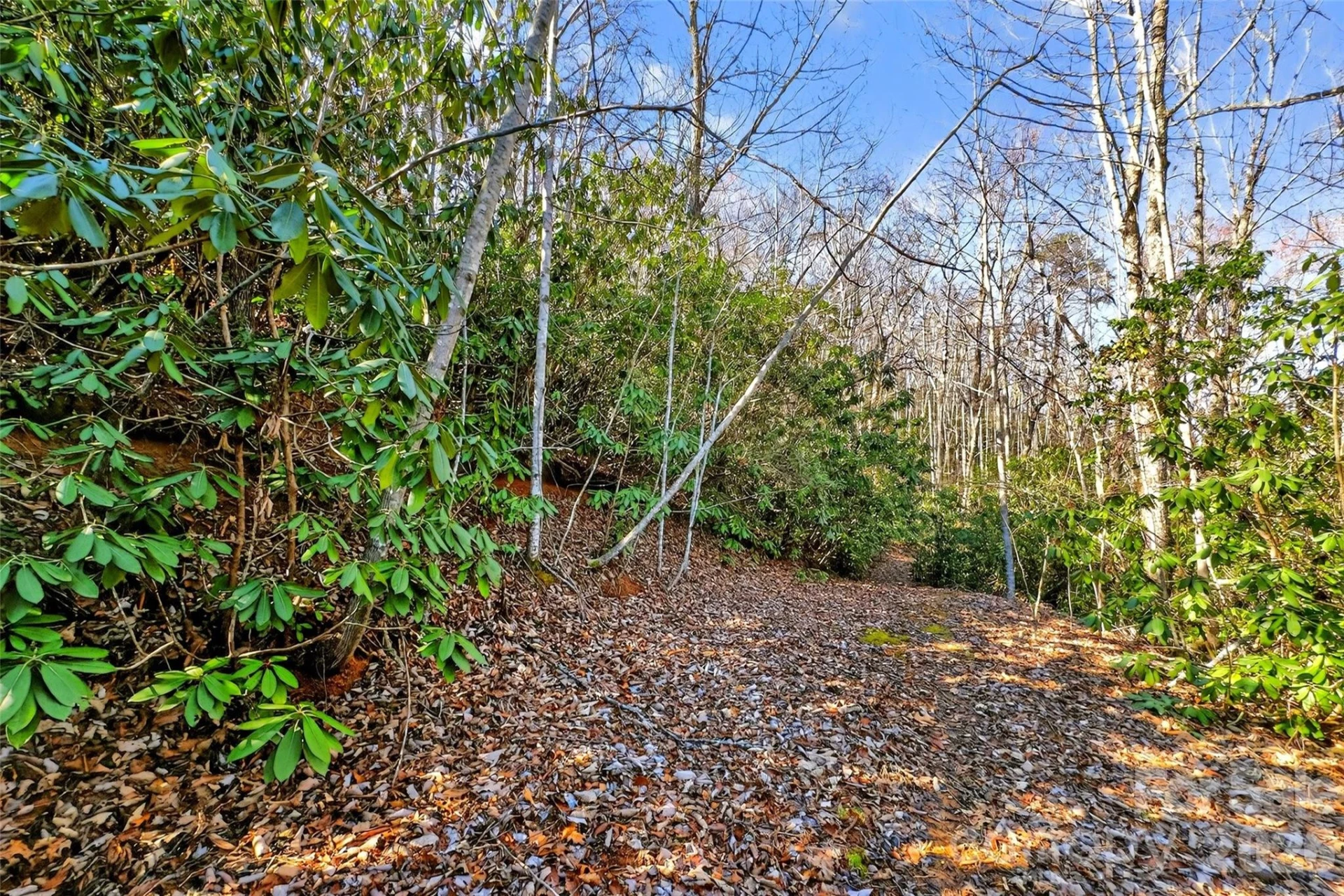 301 Black Pine Drive - Photo 10