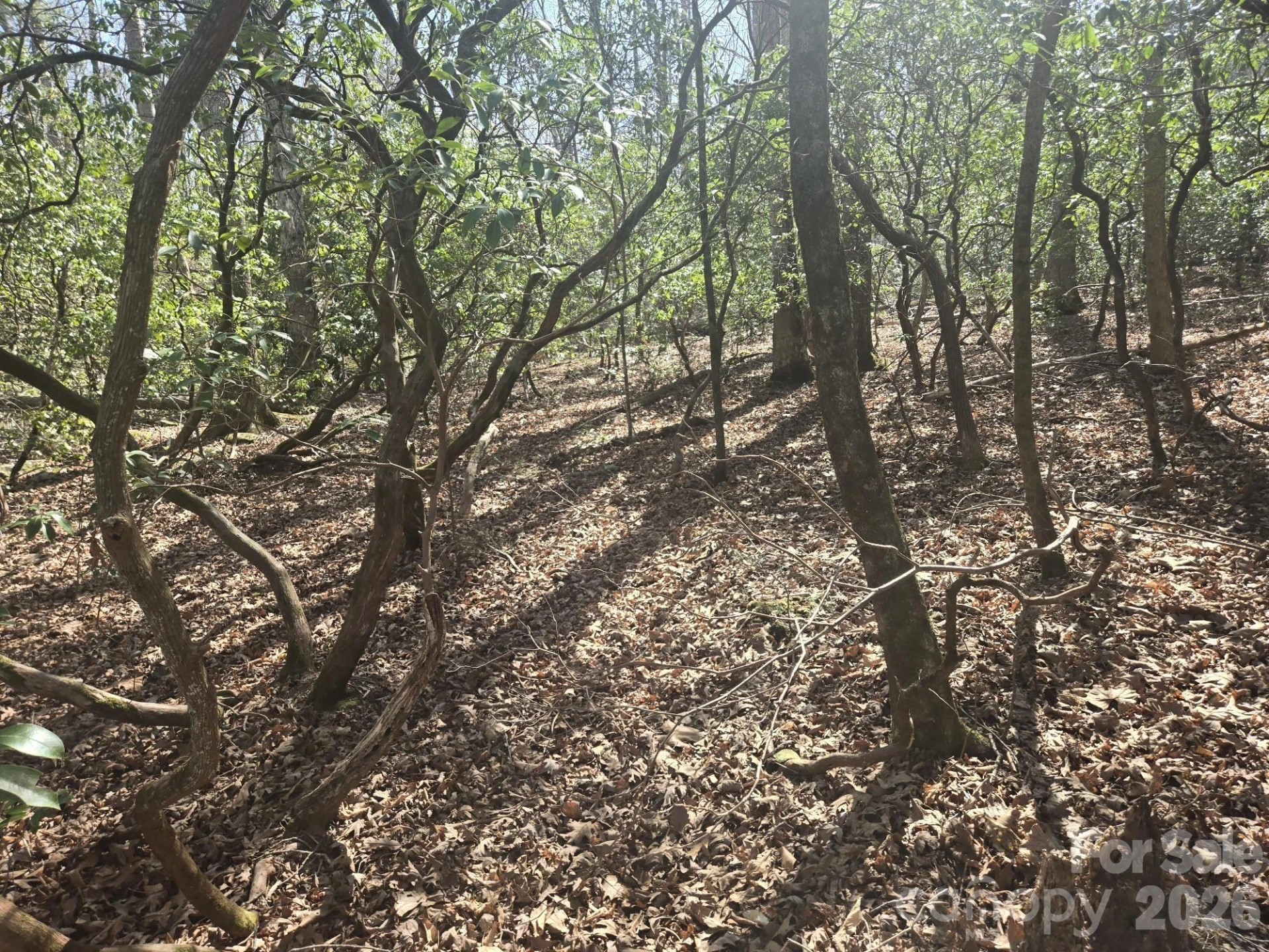 Lot 97 Mockingbird Lane - Photo 2