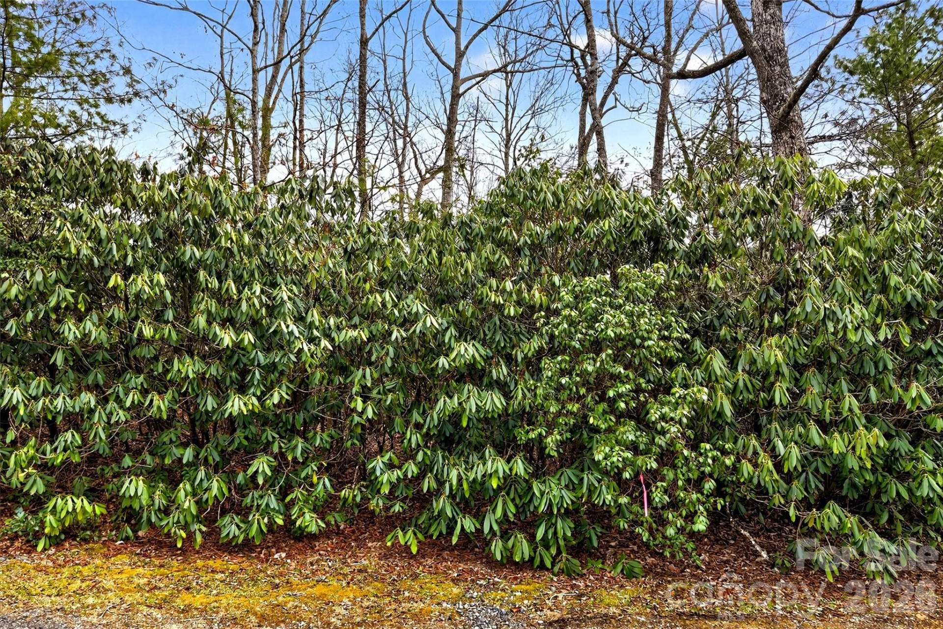 TBD Red Bird Road - Photo 6