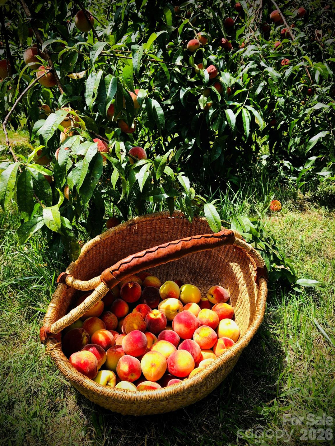 3 Taproot Trail - Photo 46