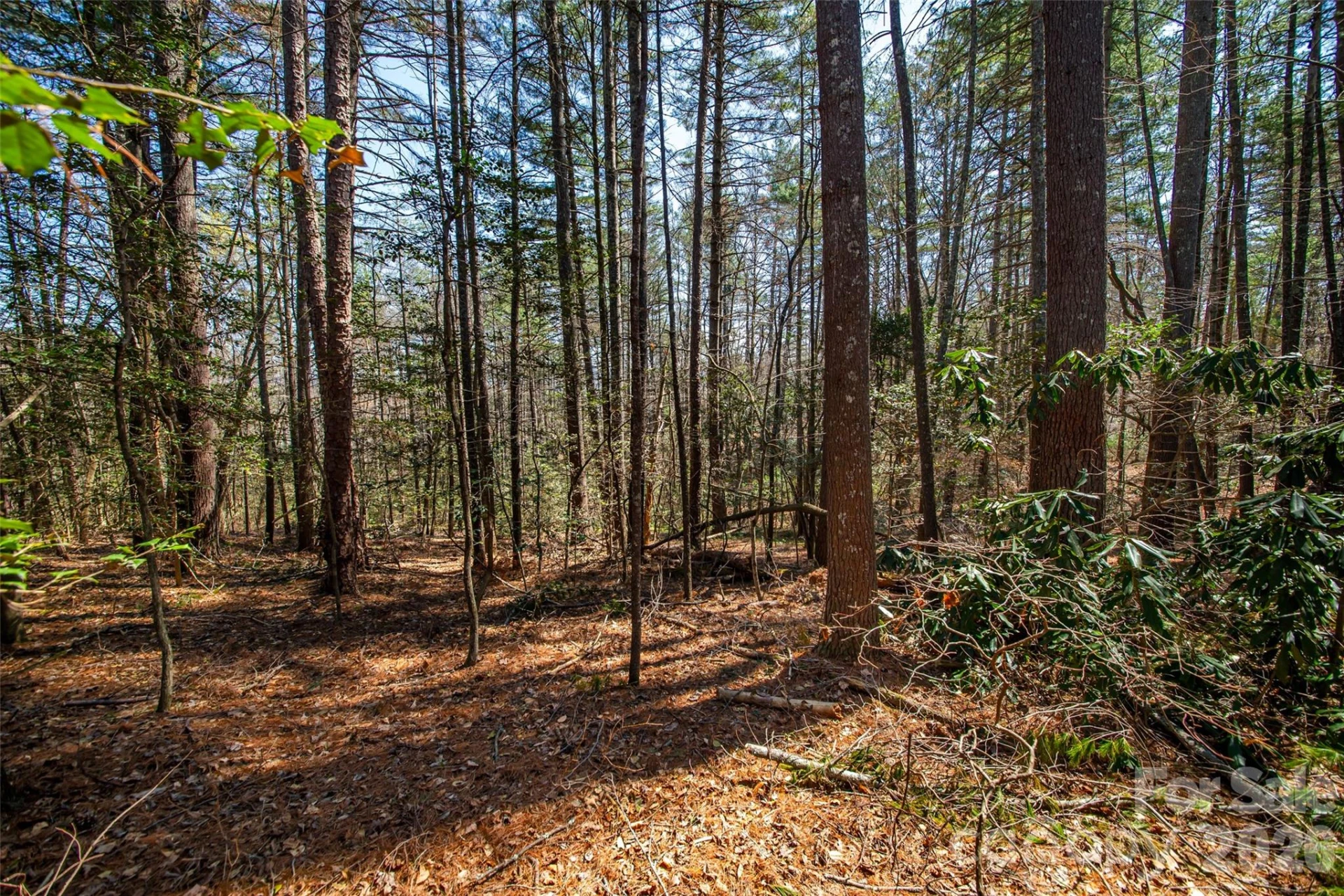 000 Camptown Road - Photo 5