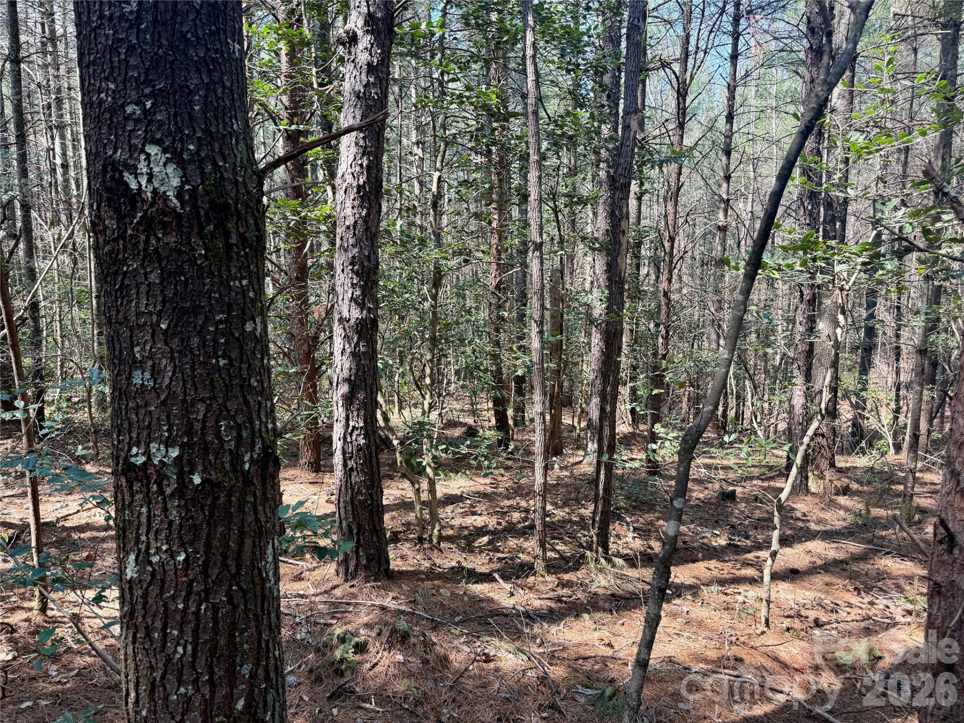 2494 Ivy Rays Way #41 - Photo 2