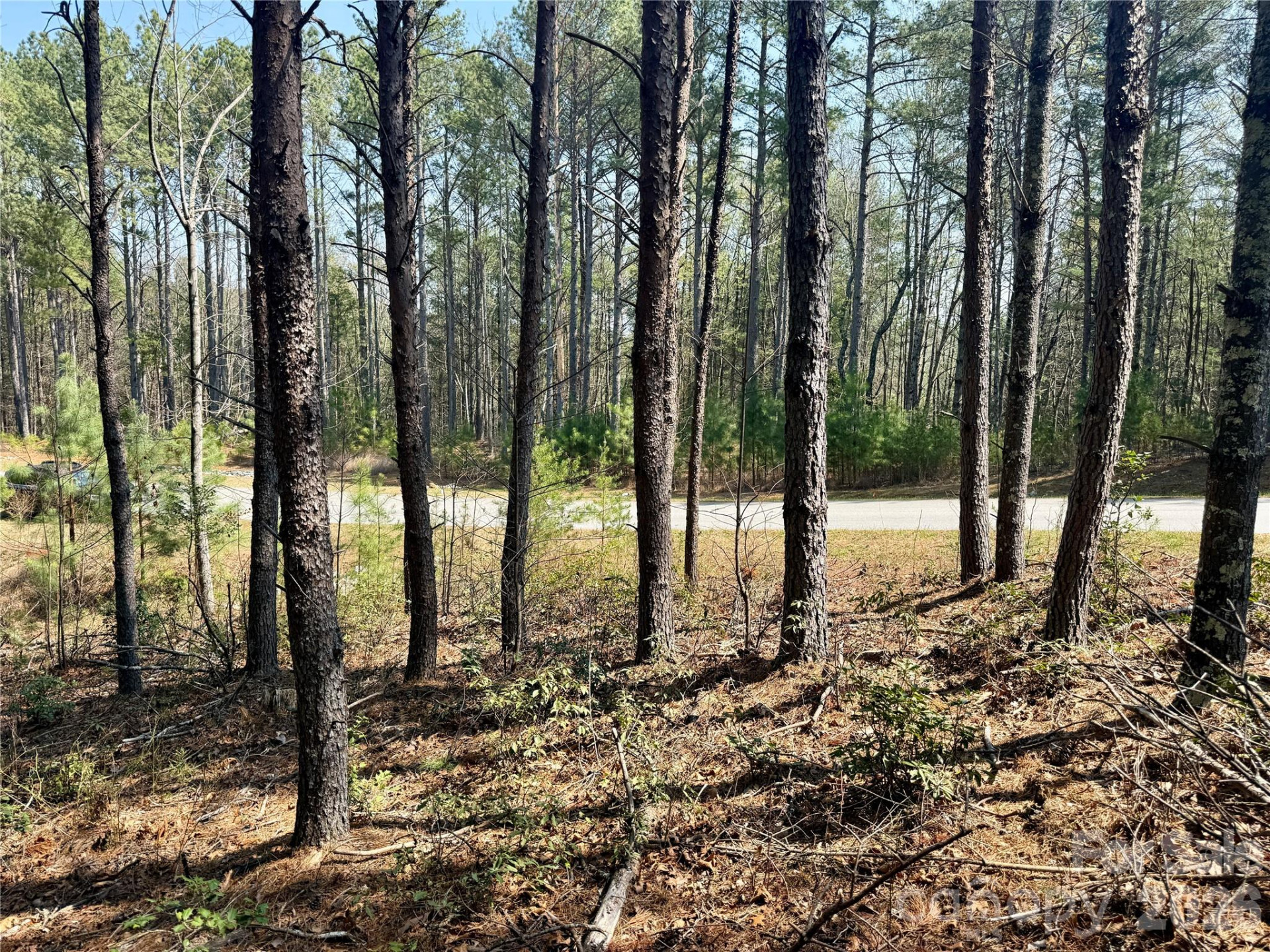 2494 Ivy Rays Way #41 - Photo 13