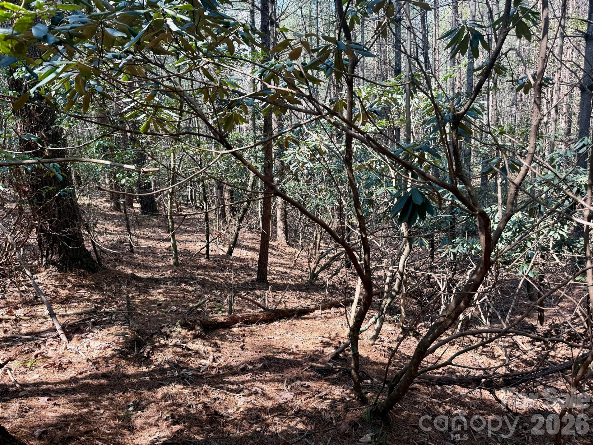 2494 Ivy Rays Way #41 - Photo 5