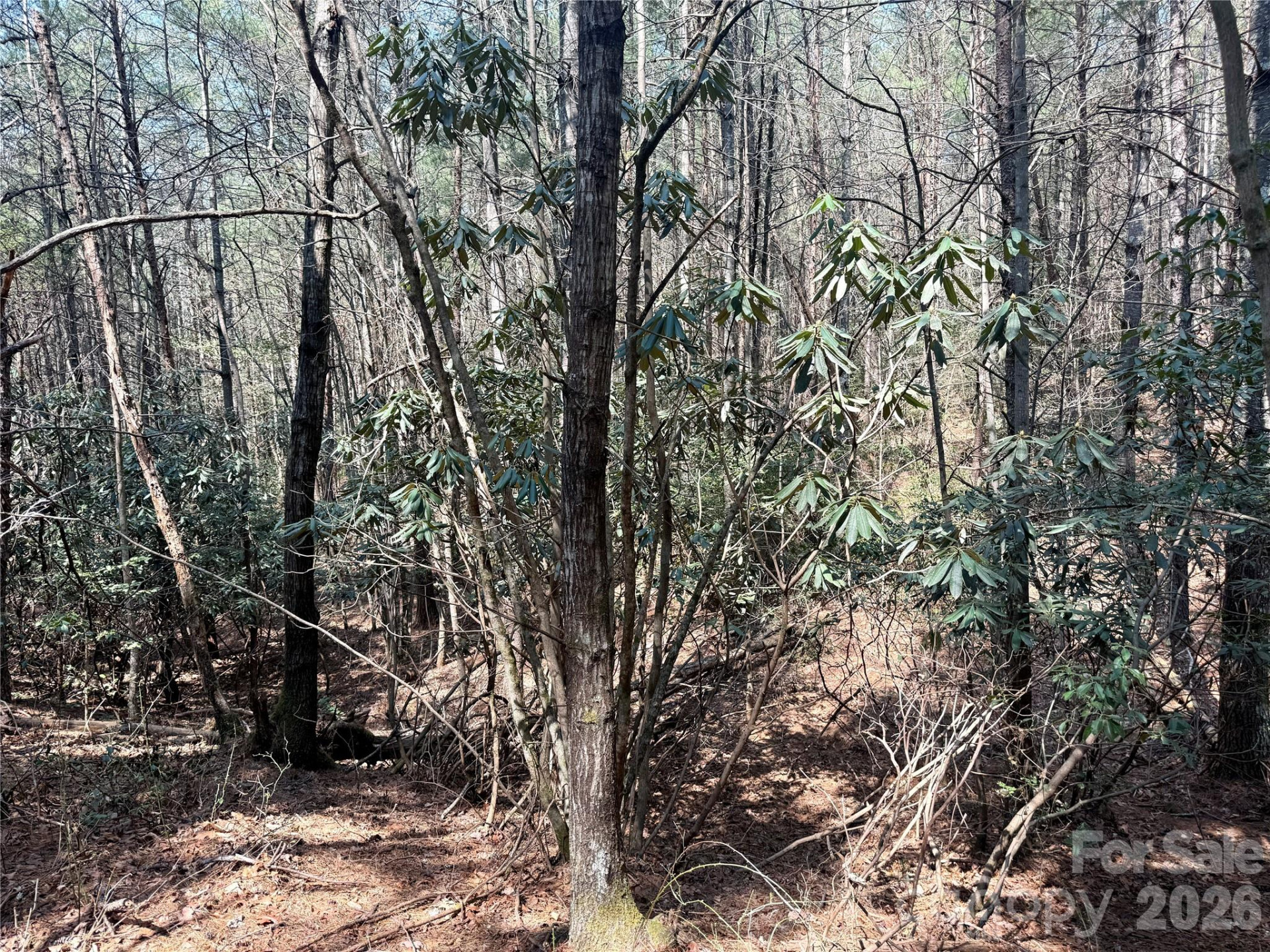 2494 Ivy Rays Way #41 - Photo 6