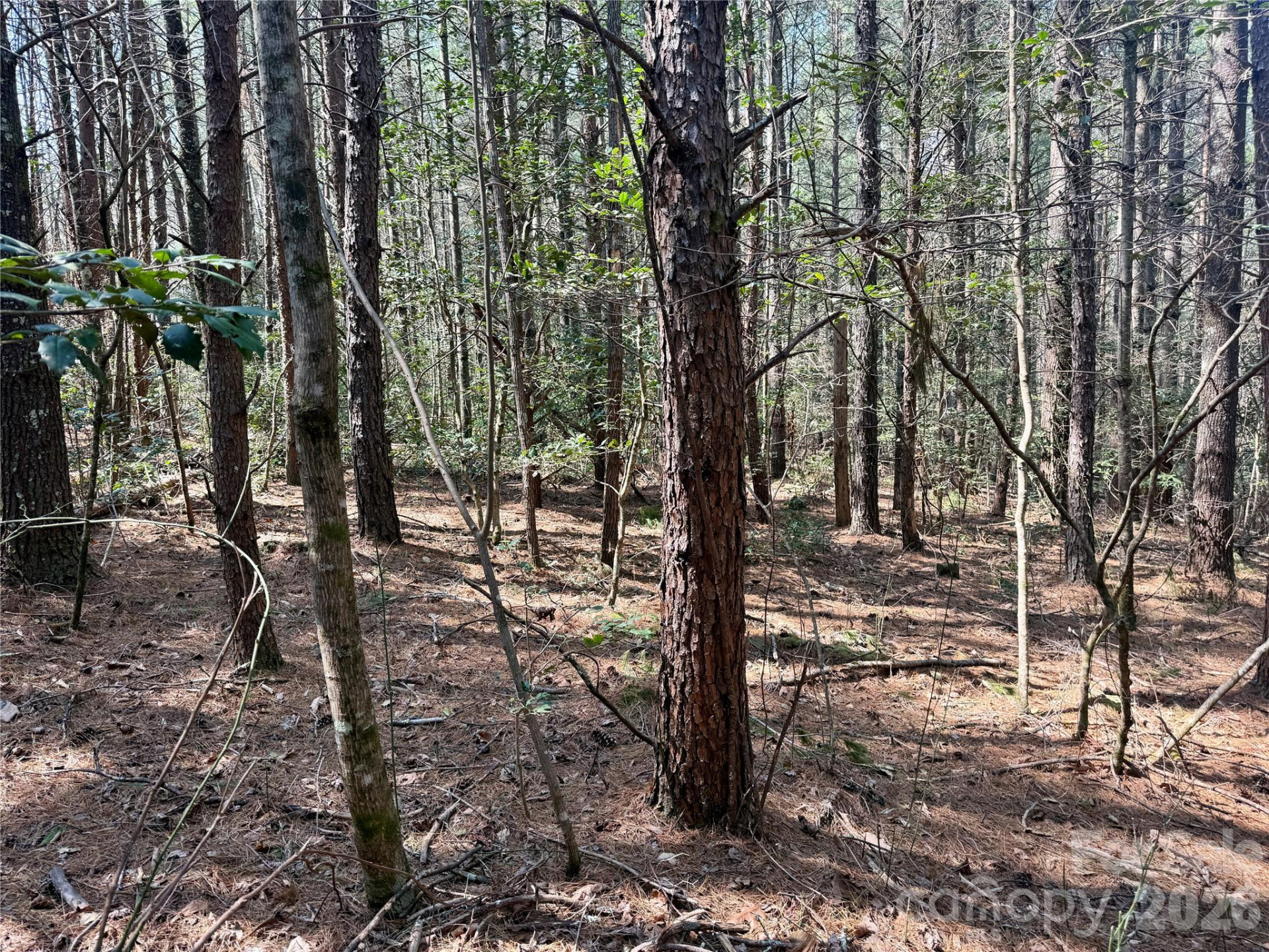 2494 Ivy Rays Way #41 - Photo 7