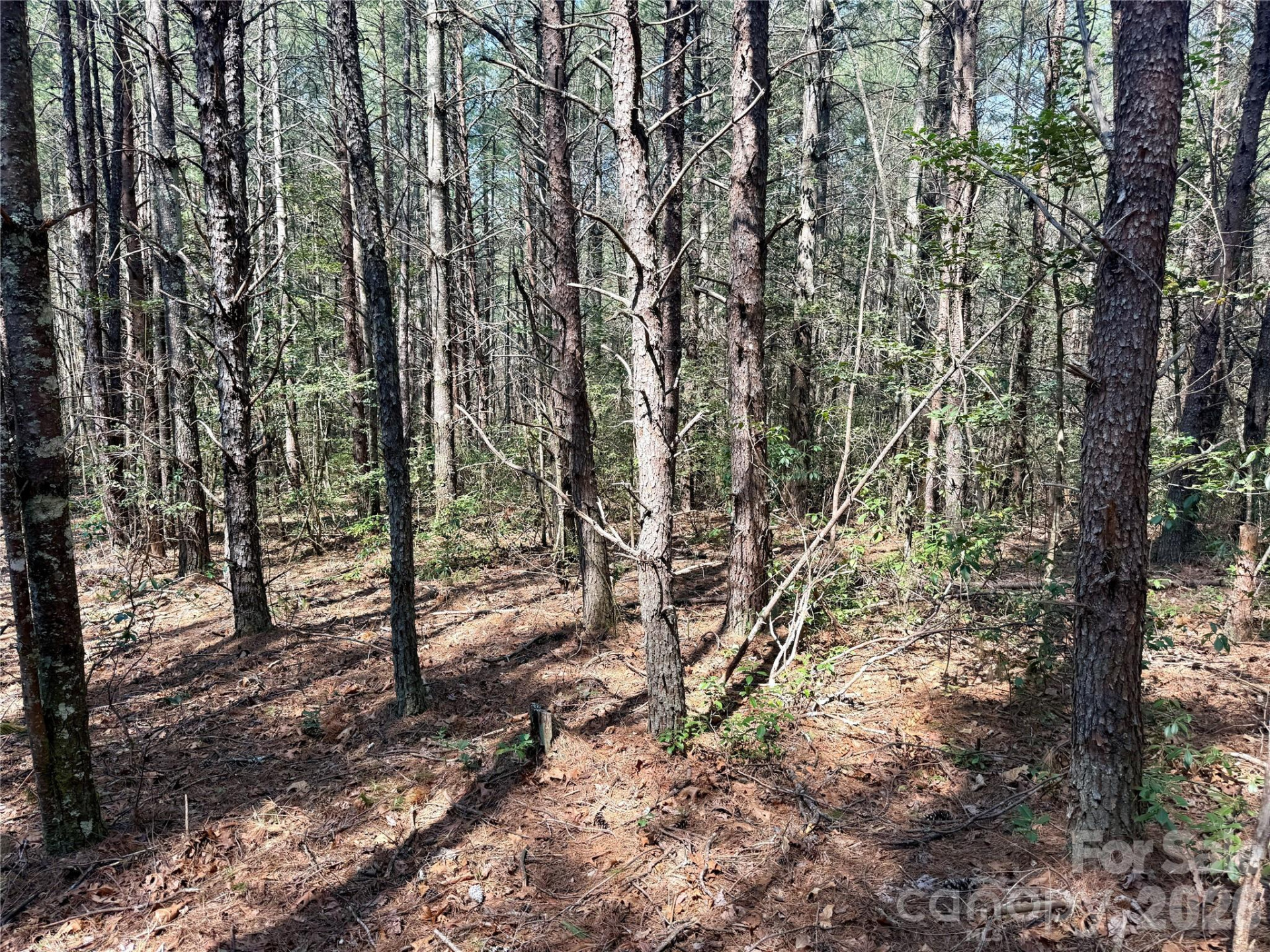 2494 Ivy Rays Way #41 - Photo 9