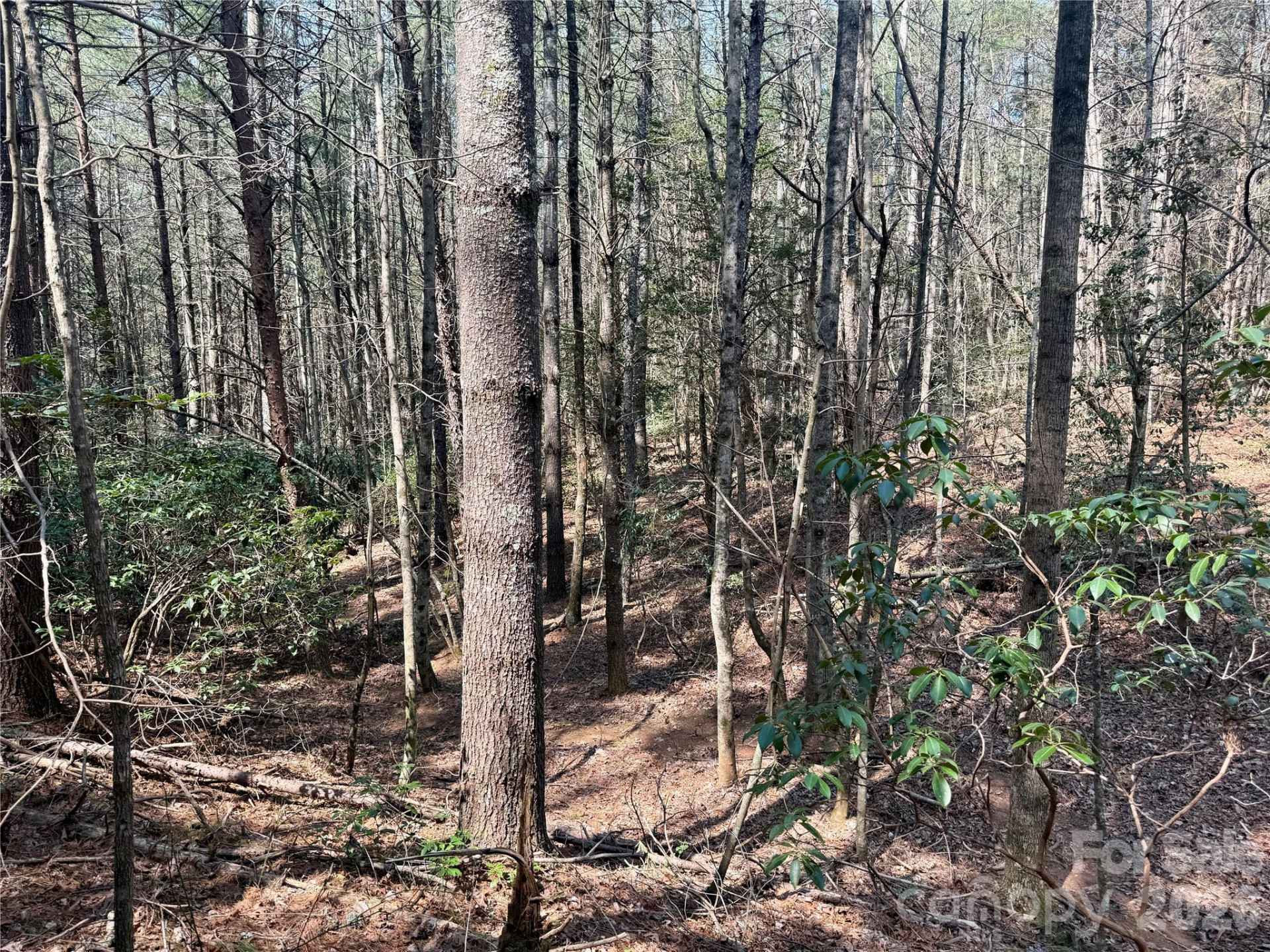 2494 Ivy Rays Way #41 - Photo 10