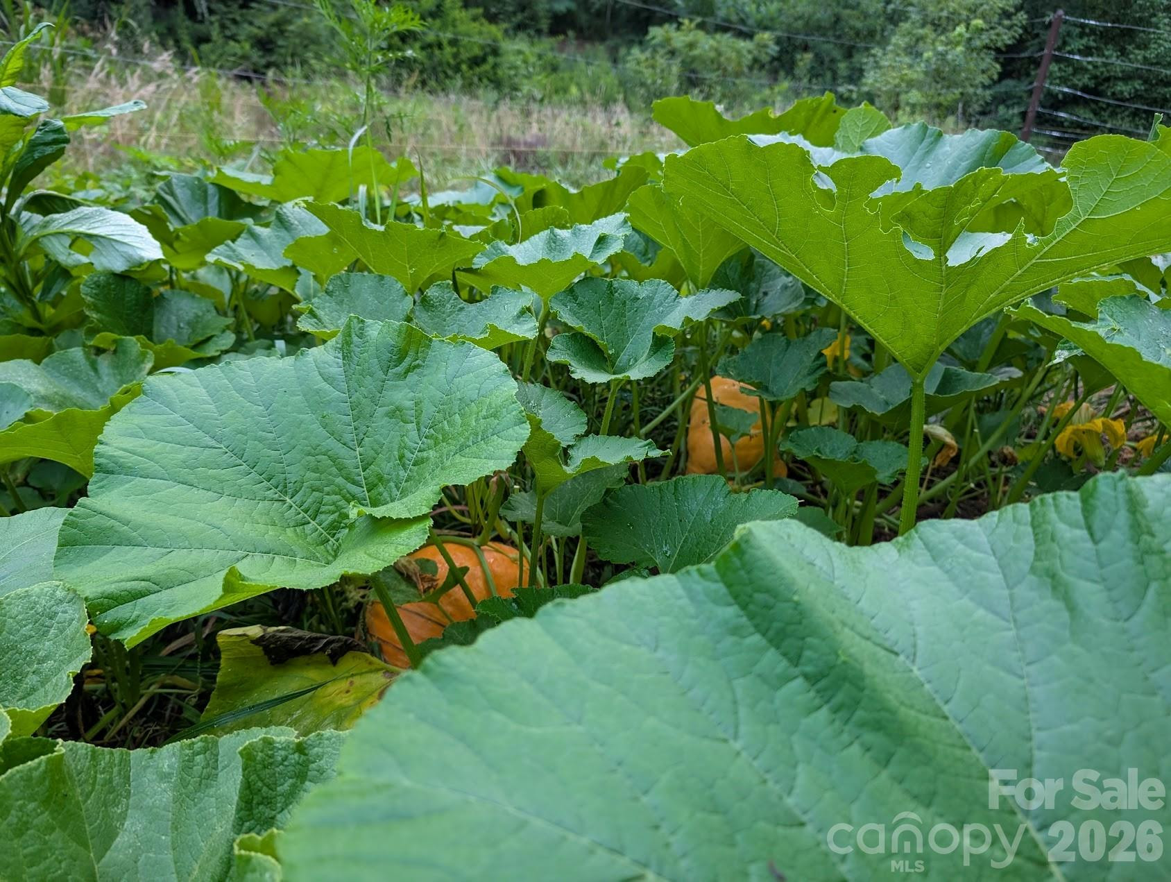 1105 Griffin Branch Road - Photo 44