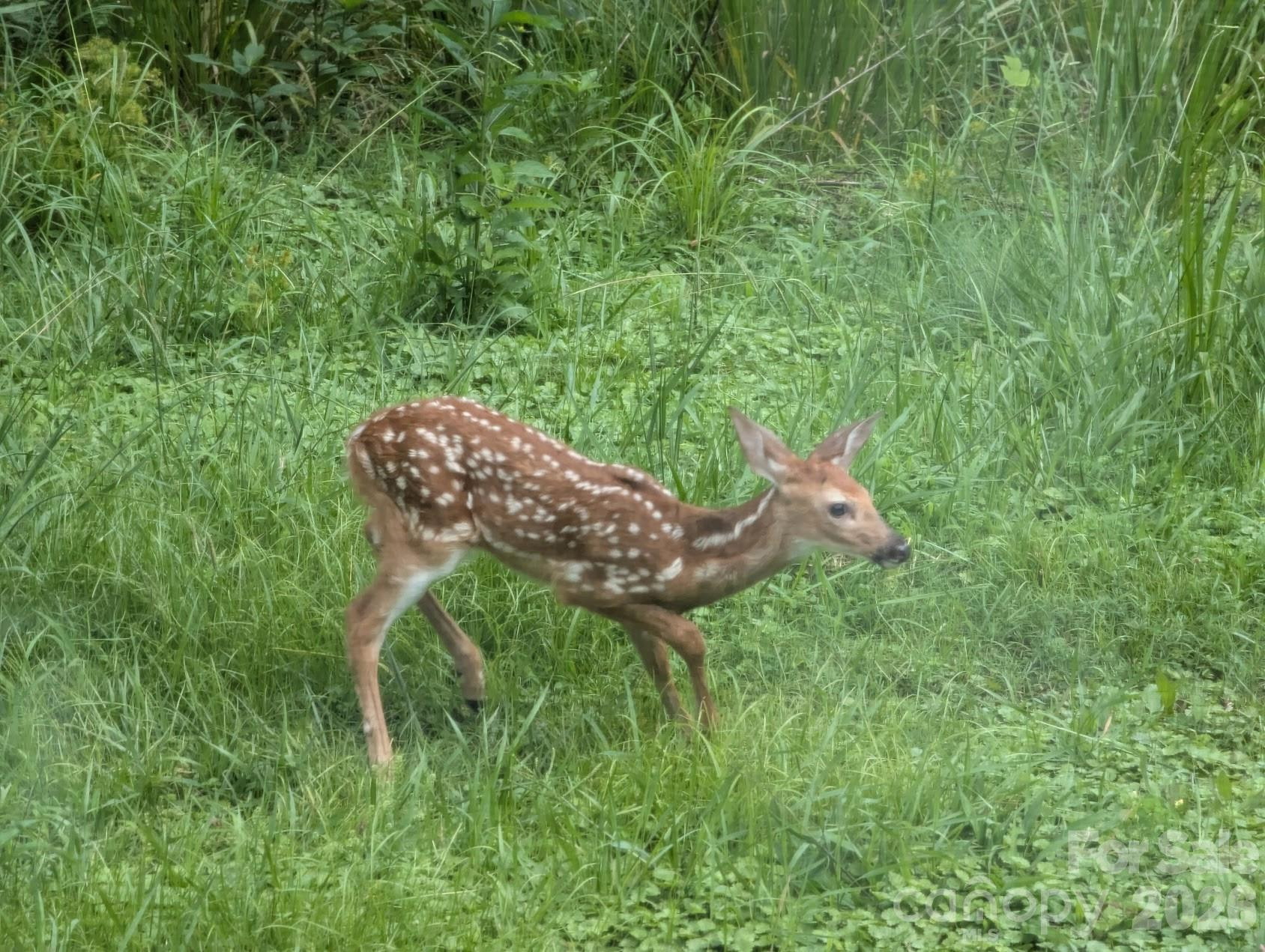 1105 Griffin Branch Road - Photo 45