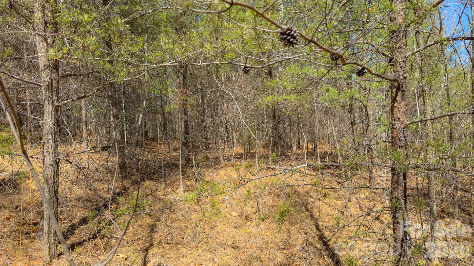 TBD Jobes Trail #29 - Photo 25