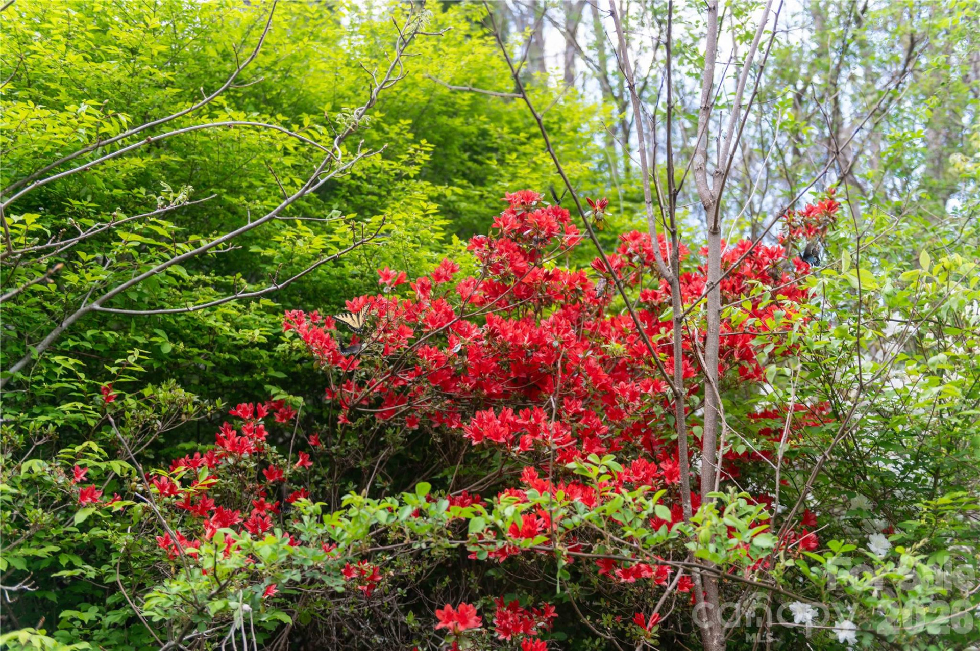 99 Banjo Branch Road - Photo 2