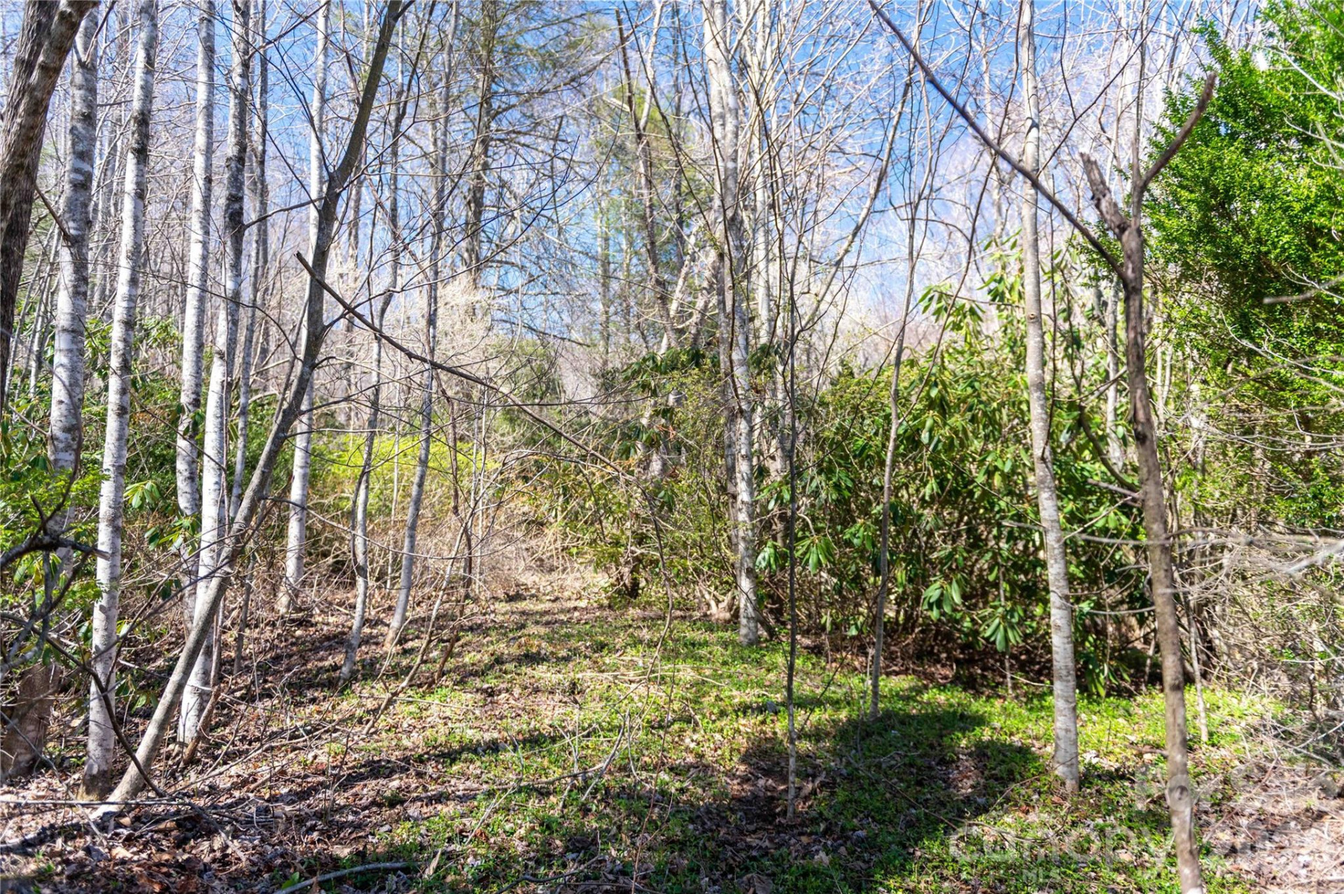 99 Banjo Branch Road - Photo 15