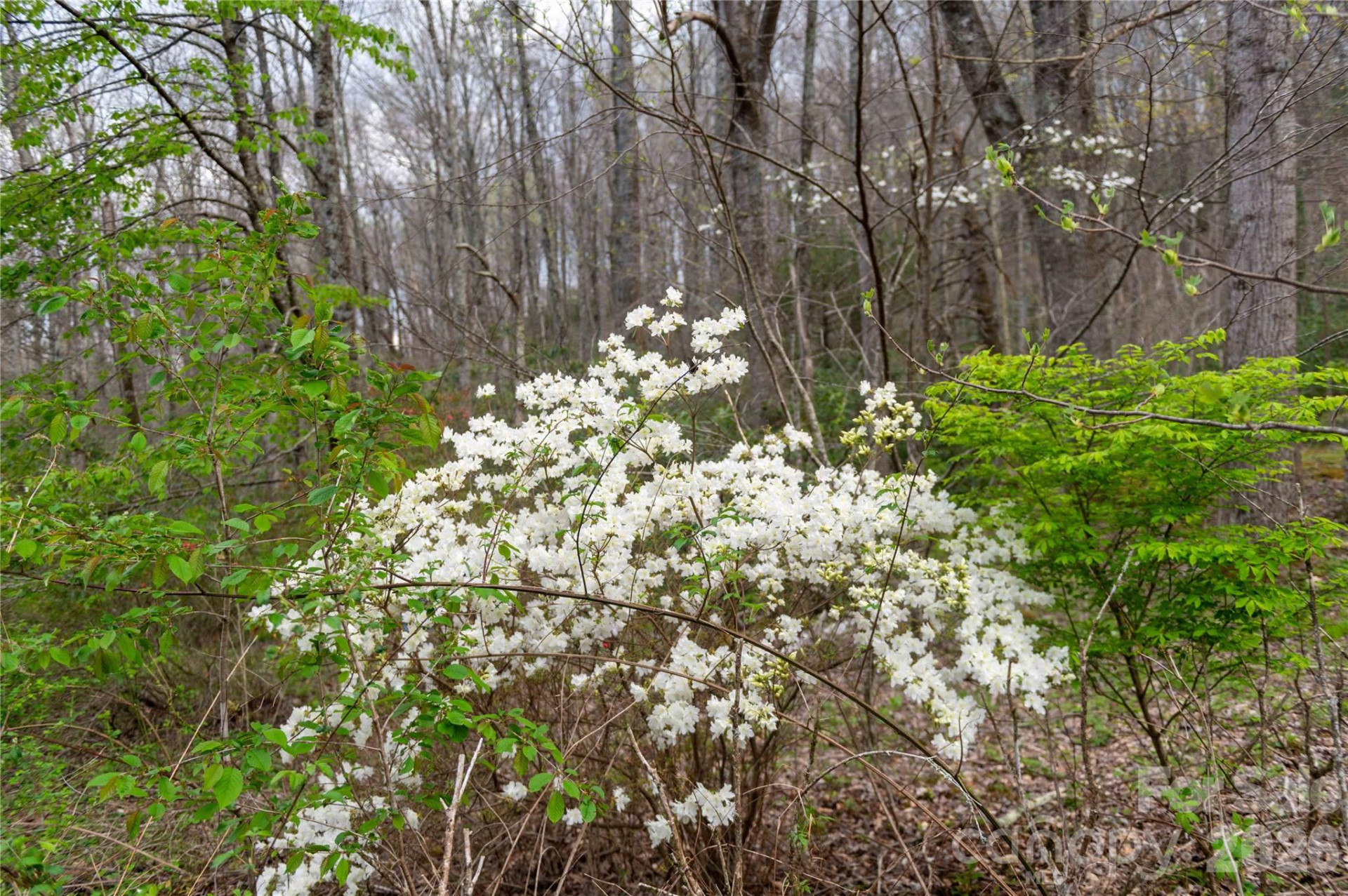 99 Banjo Branch Road - Photo 18