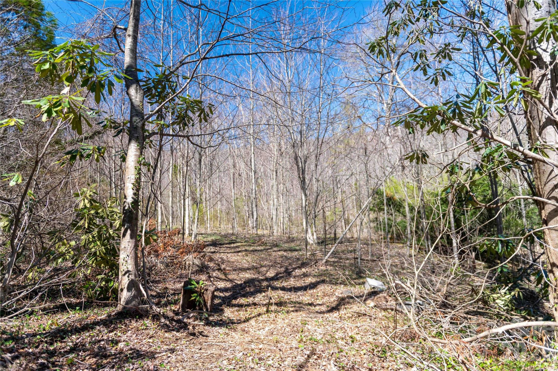 99 Banjo Branch Road - Photo 22