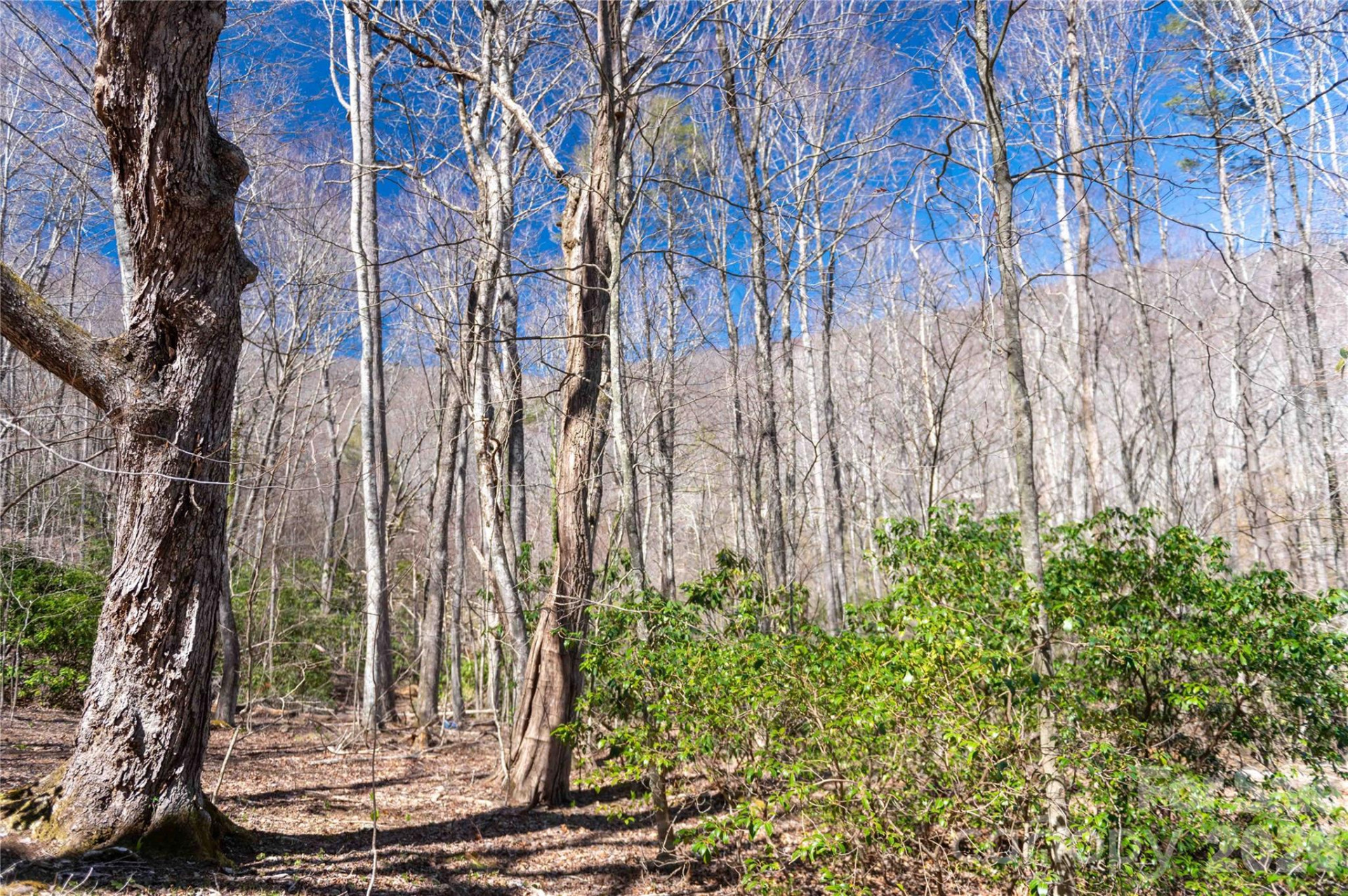 99 Banjo Branch Road - Photo 27