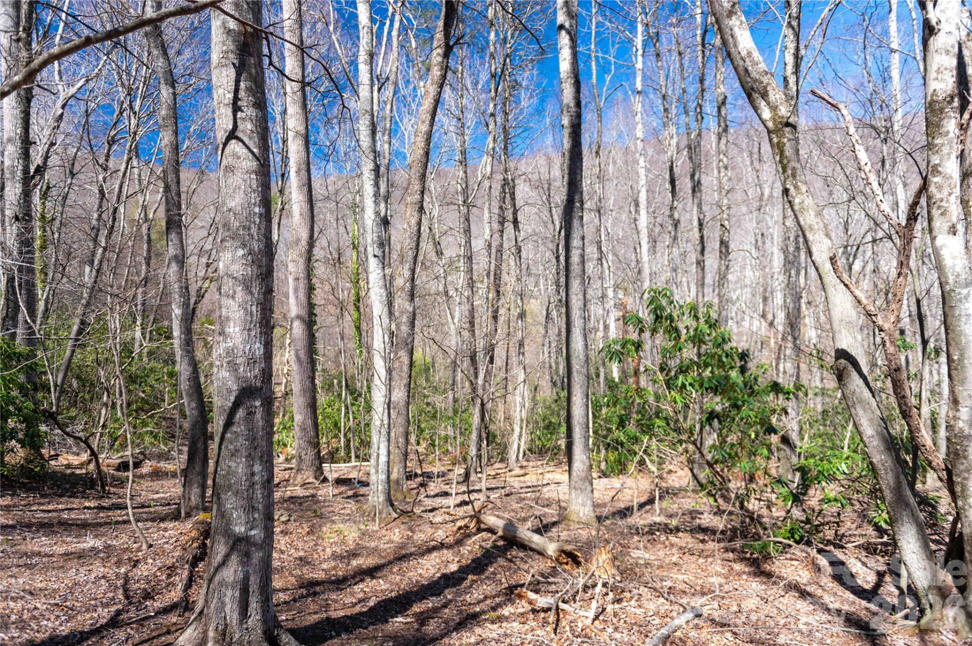 99 Banjo Branch Road - Photo 28