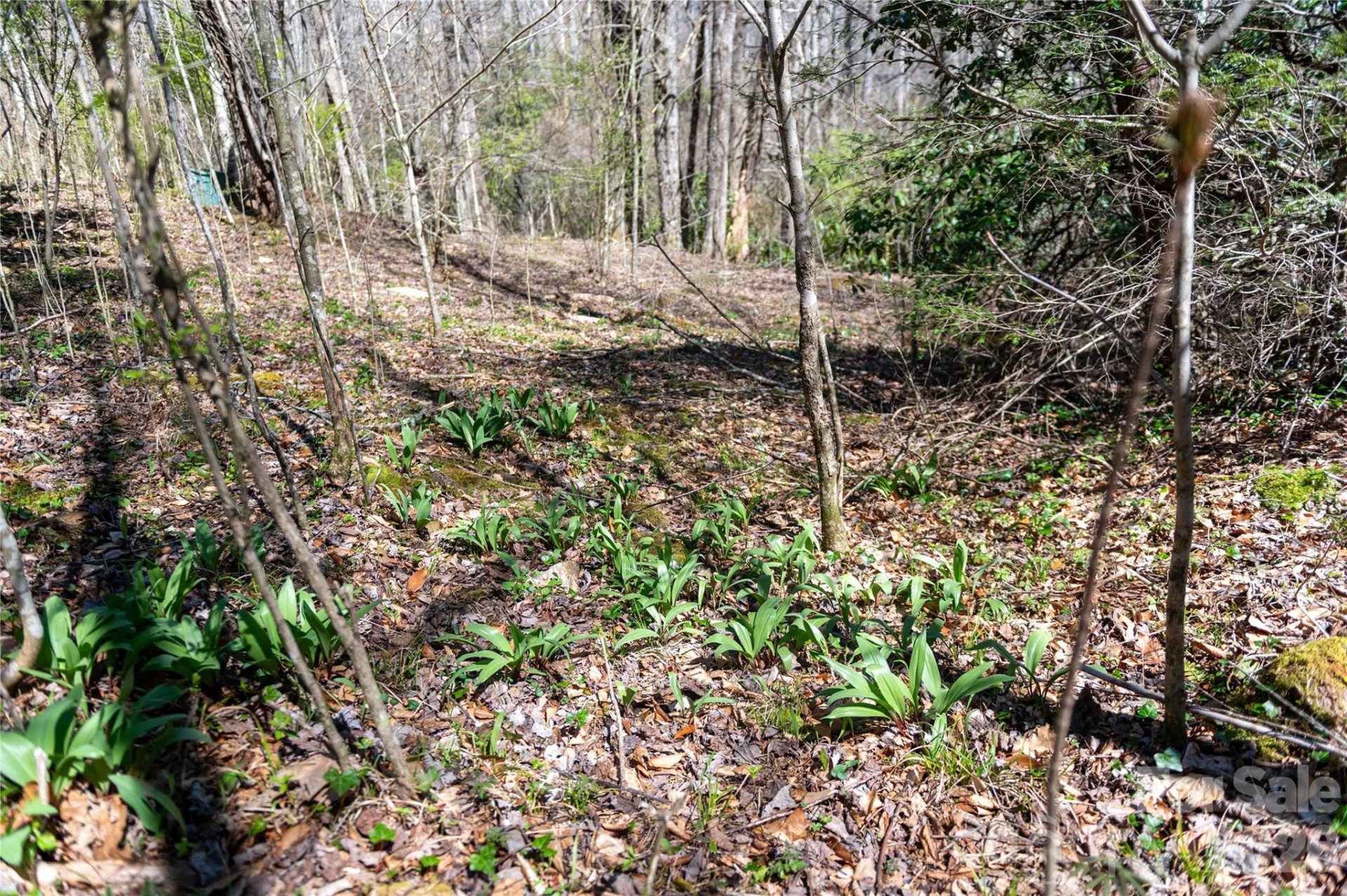 99 Banjo Branch Road - Photo 34