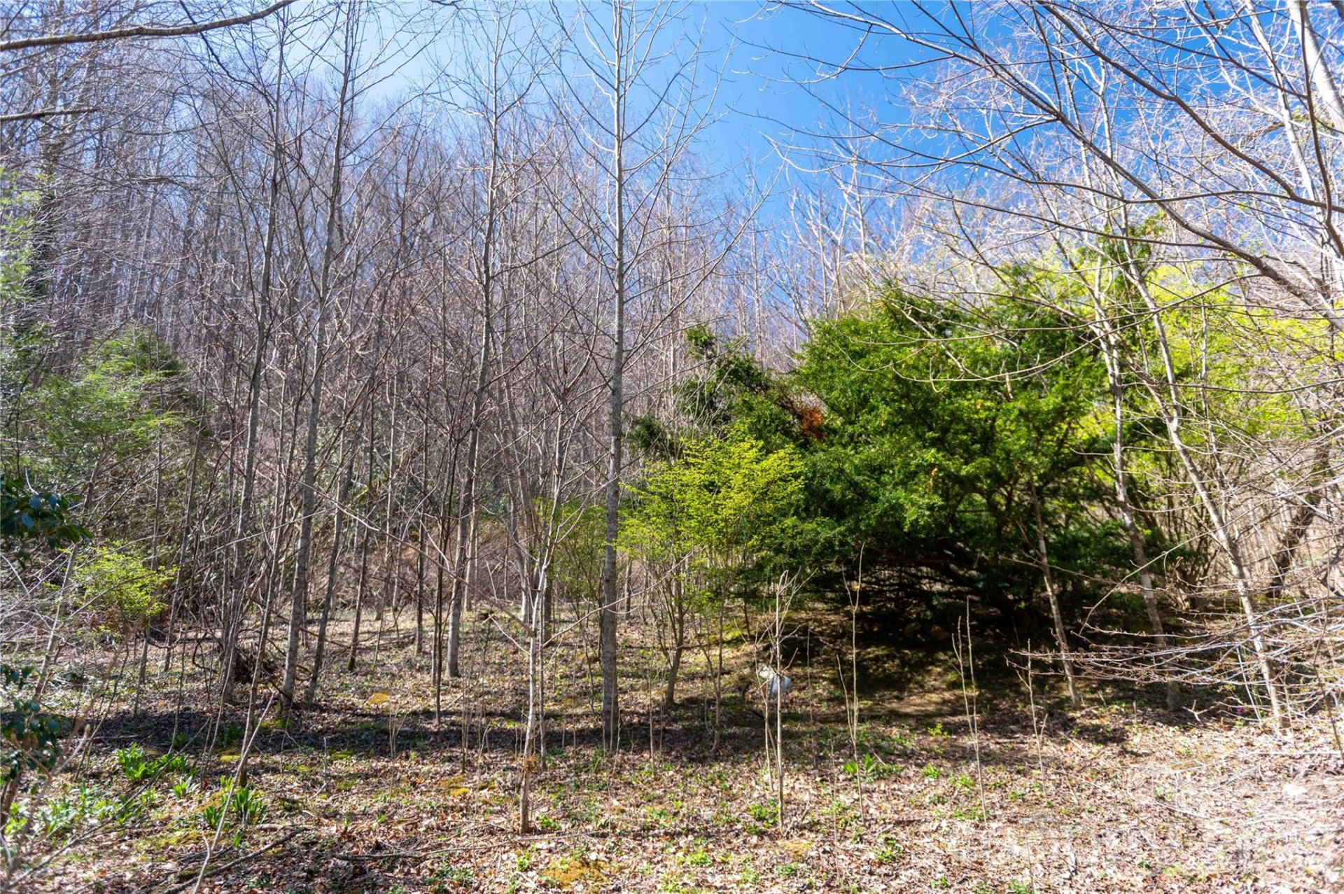 99 Banjo Branch Road - Photo 35