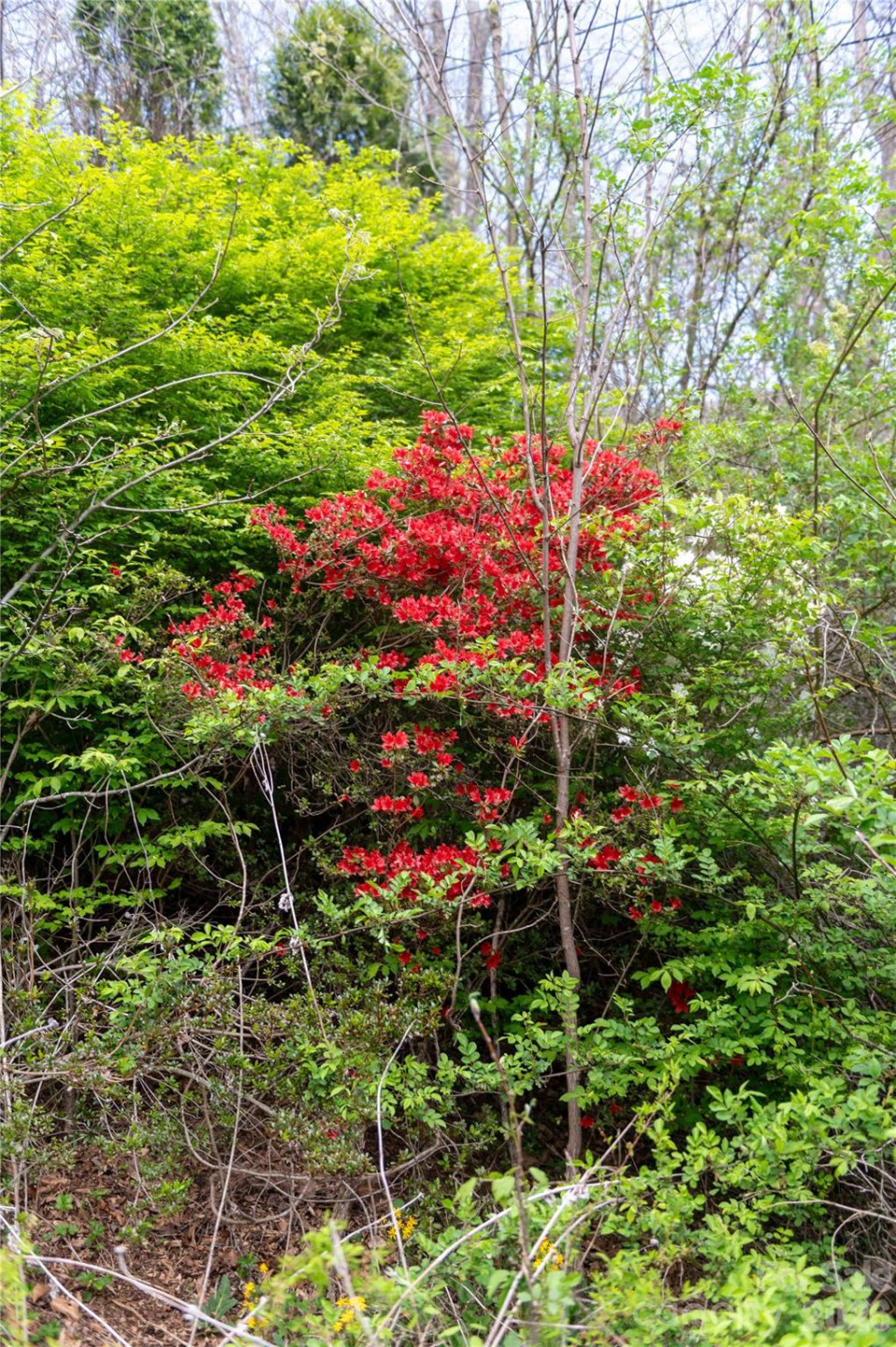 99 Banjo Branch Road - Photo 39