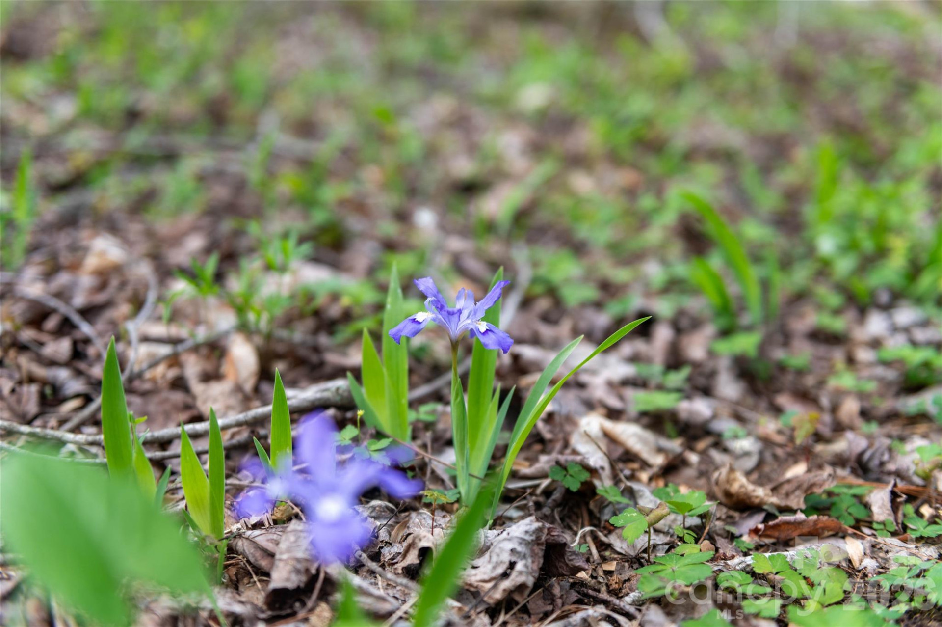 99 Banjo Branch Road - Photo 42