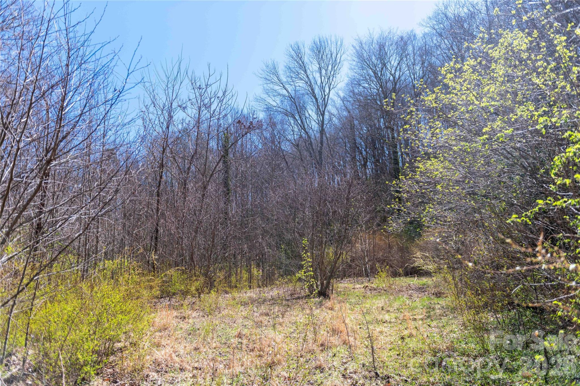 99 Banjo Branch Road - Photo 8