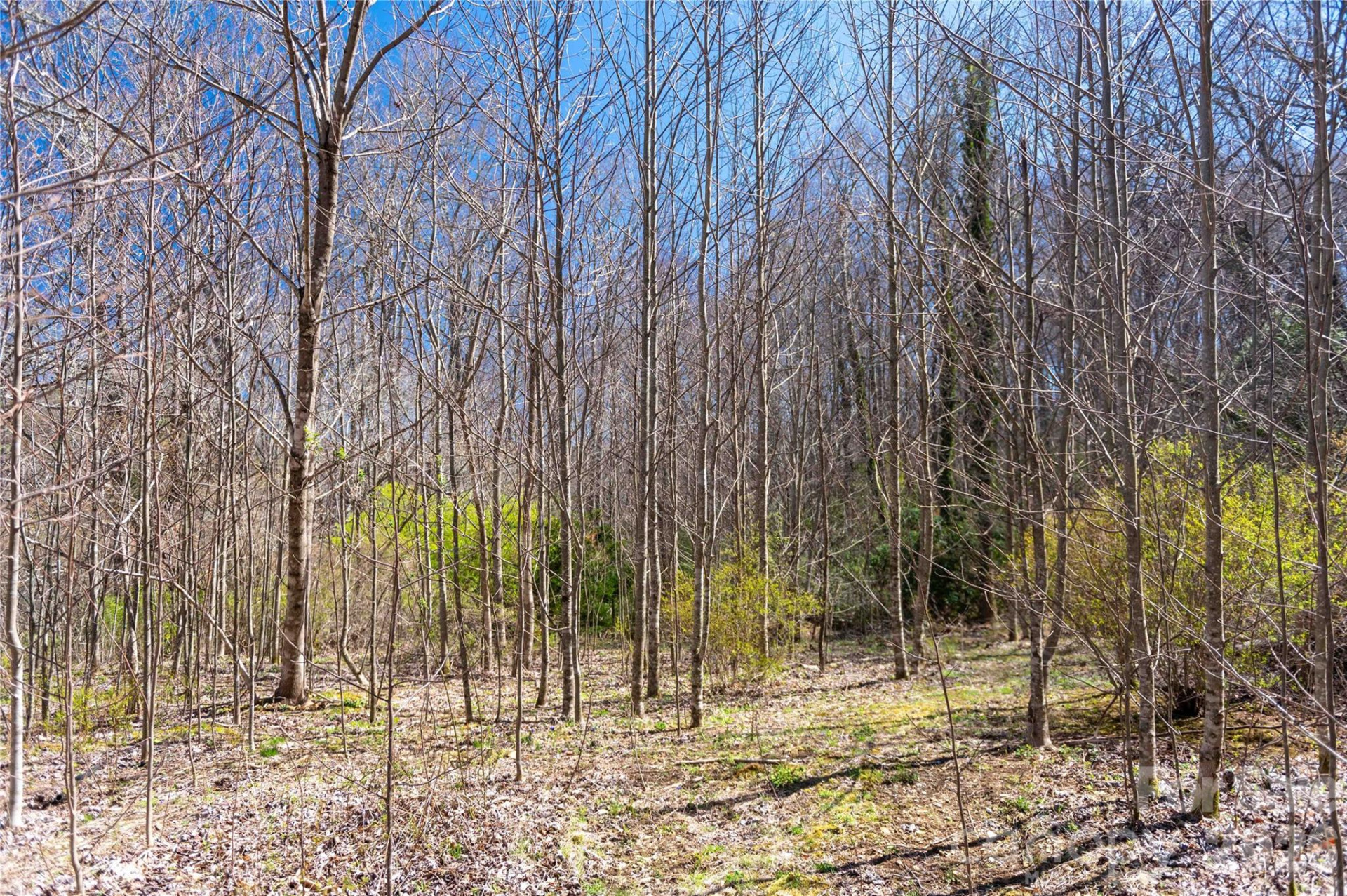 99 Banjo Branch Road - Photo 12