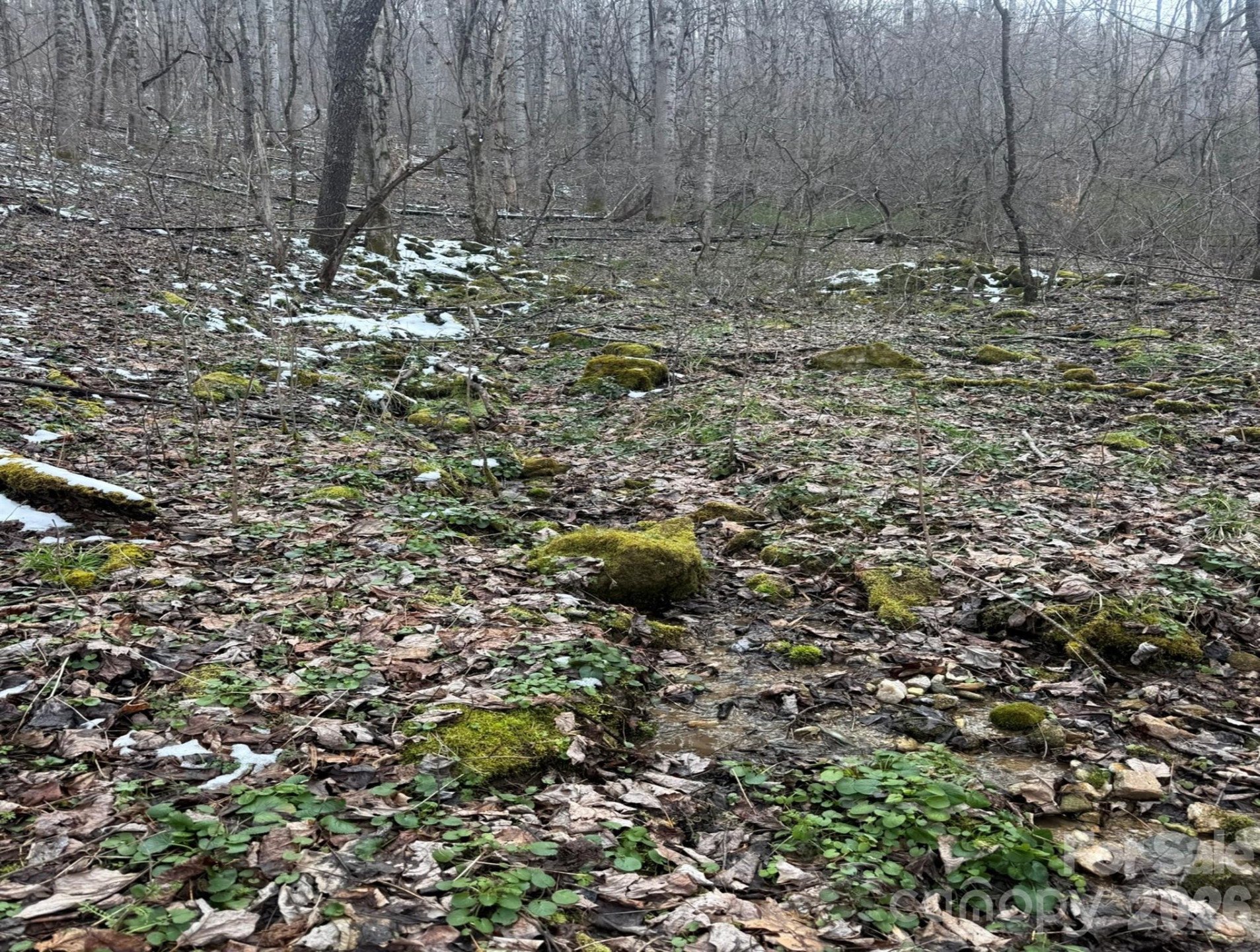 TBD 1.21 Acres Jass Cove Road - Photo 4