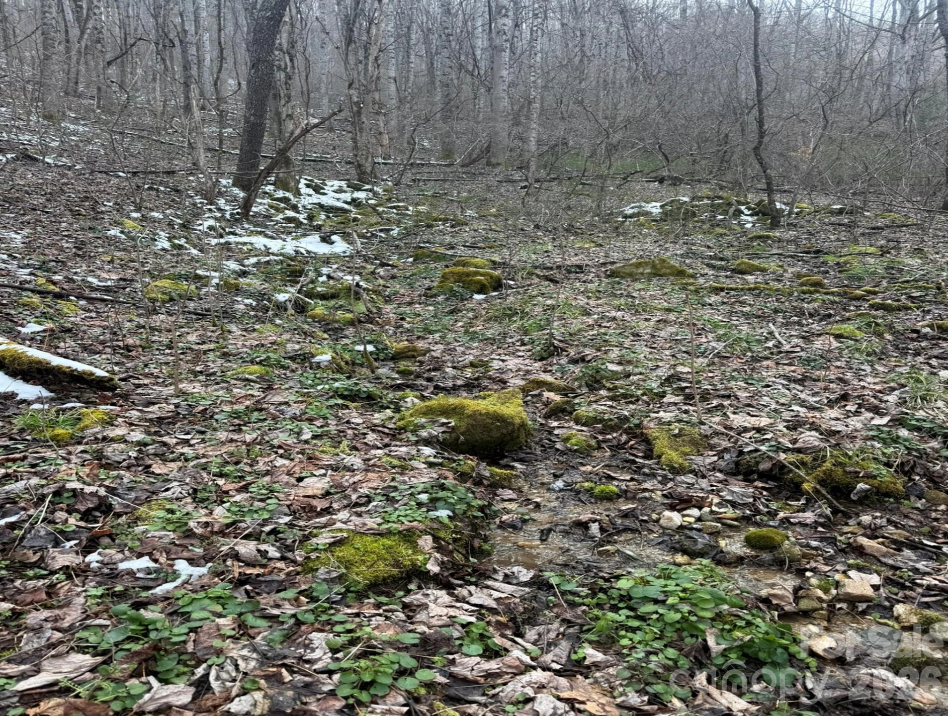 TBD 1.21 Acres Jass Cove Road - Photo 4