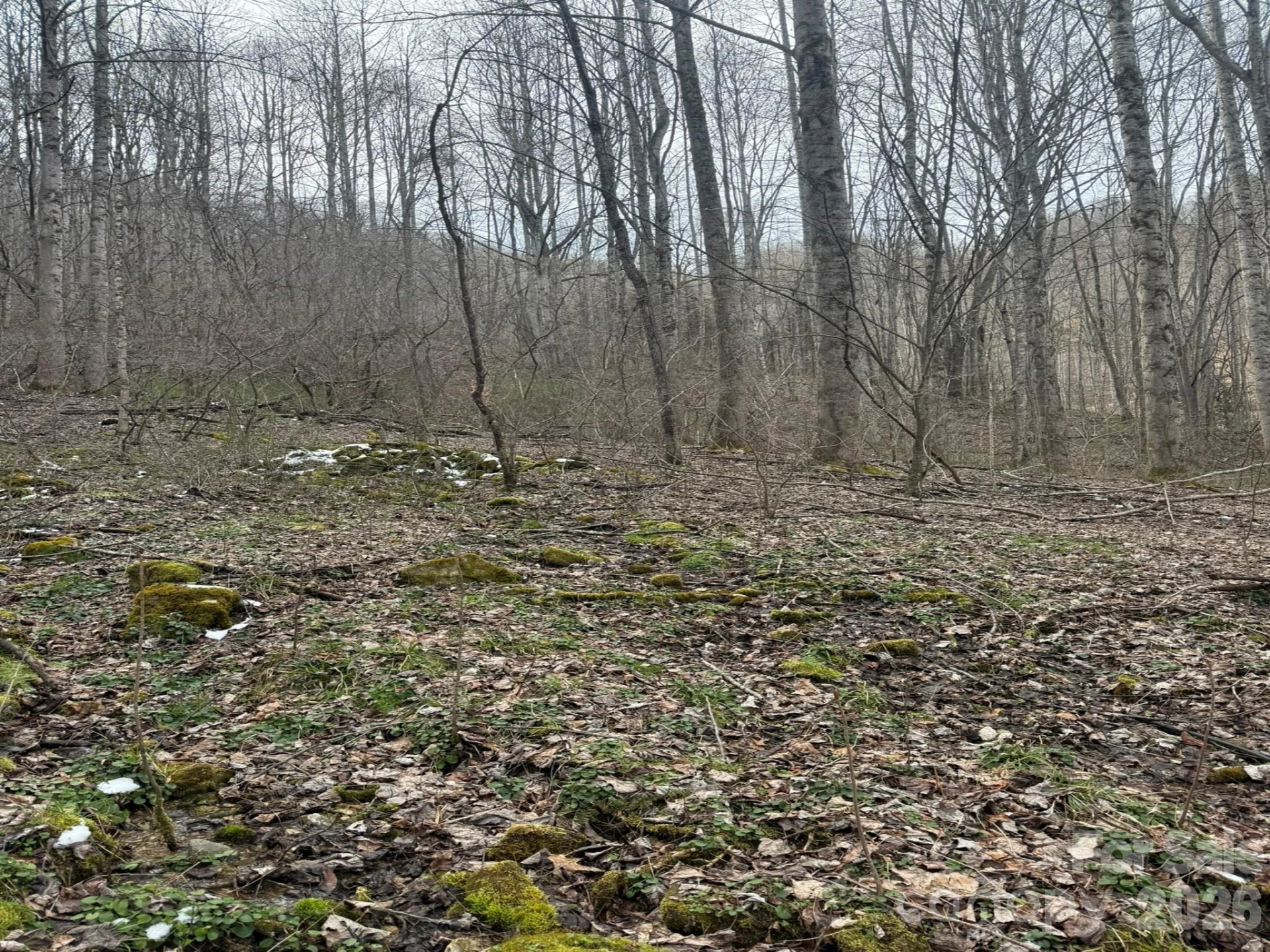TBD 1.21 Acres Jass Cove Road - Photo 5