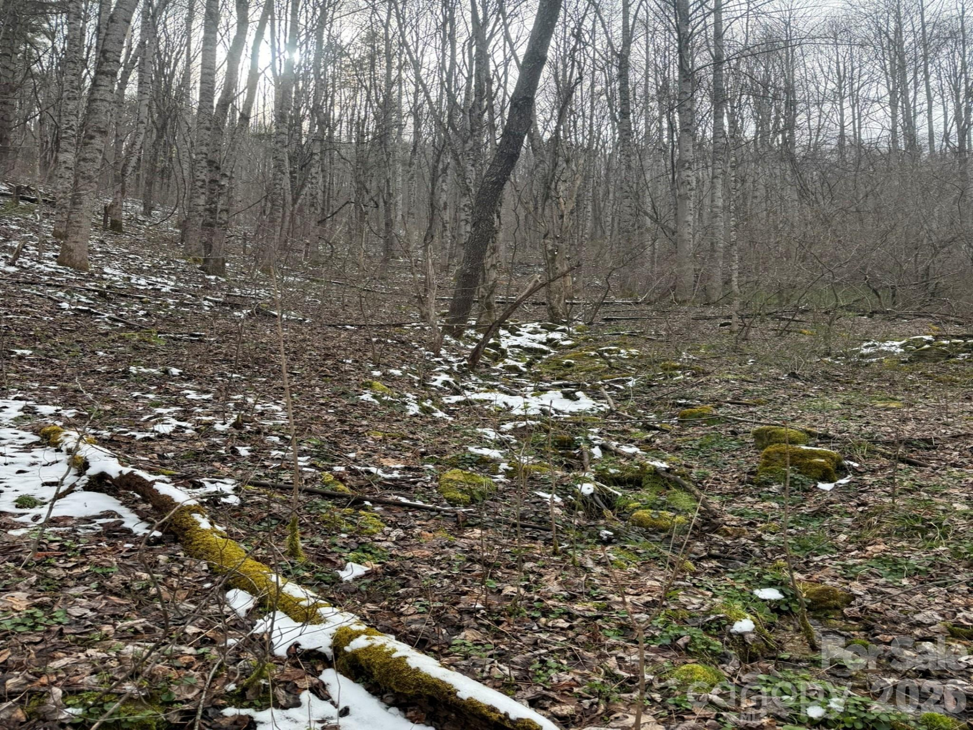 TBD 1.21 Acres Jass Cove Road - Photo 6