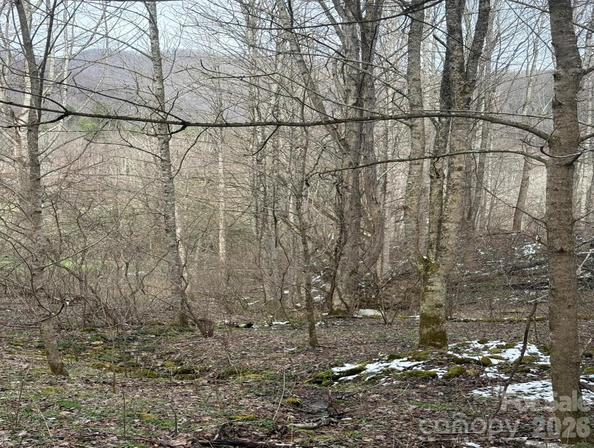 TBD 1.21 Acres Jass Cove Road - Photo 7