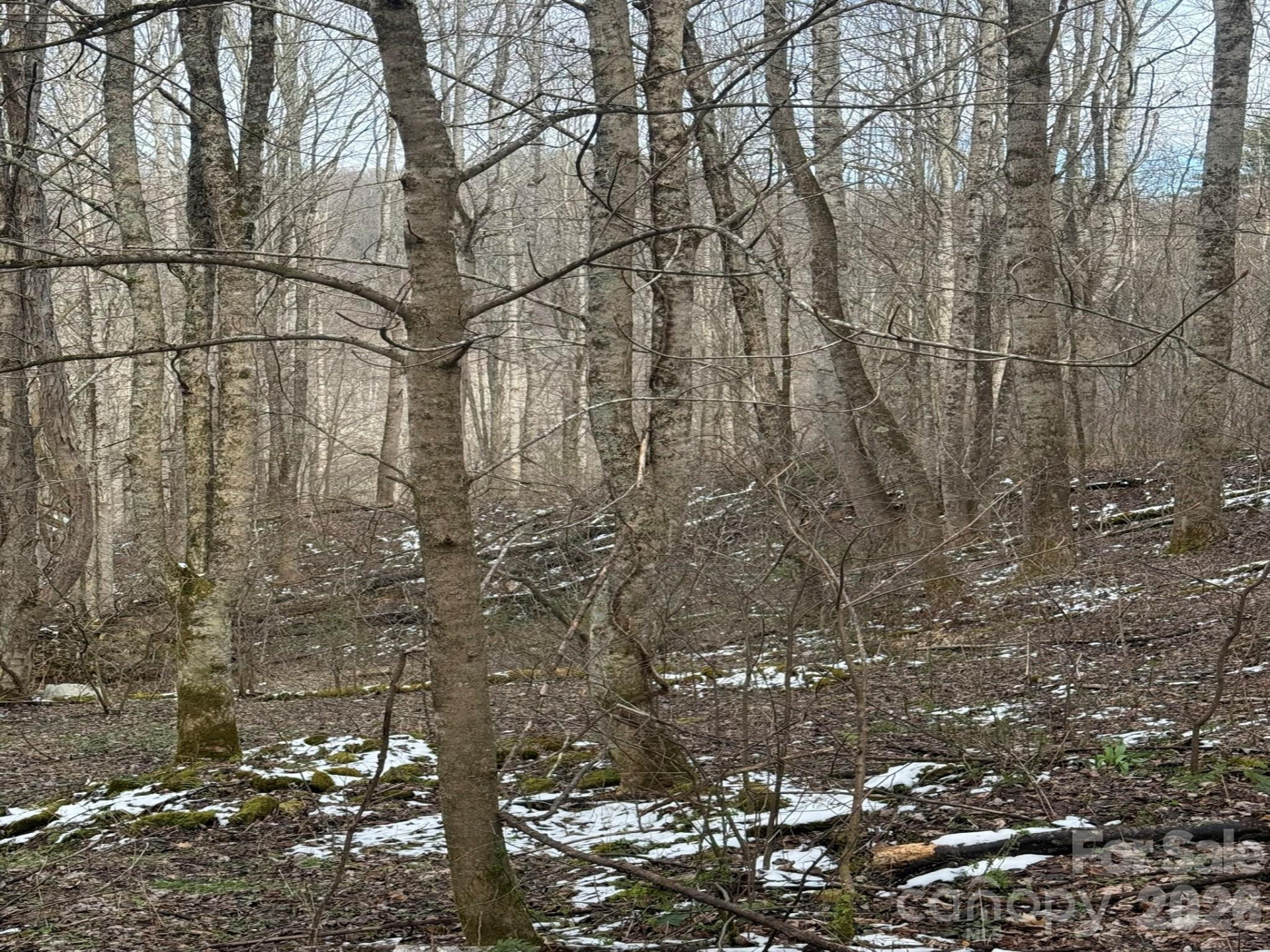 TBD 1.21 Acres Jass Cove Road - Photo 8