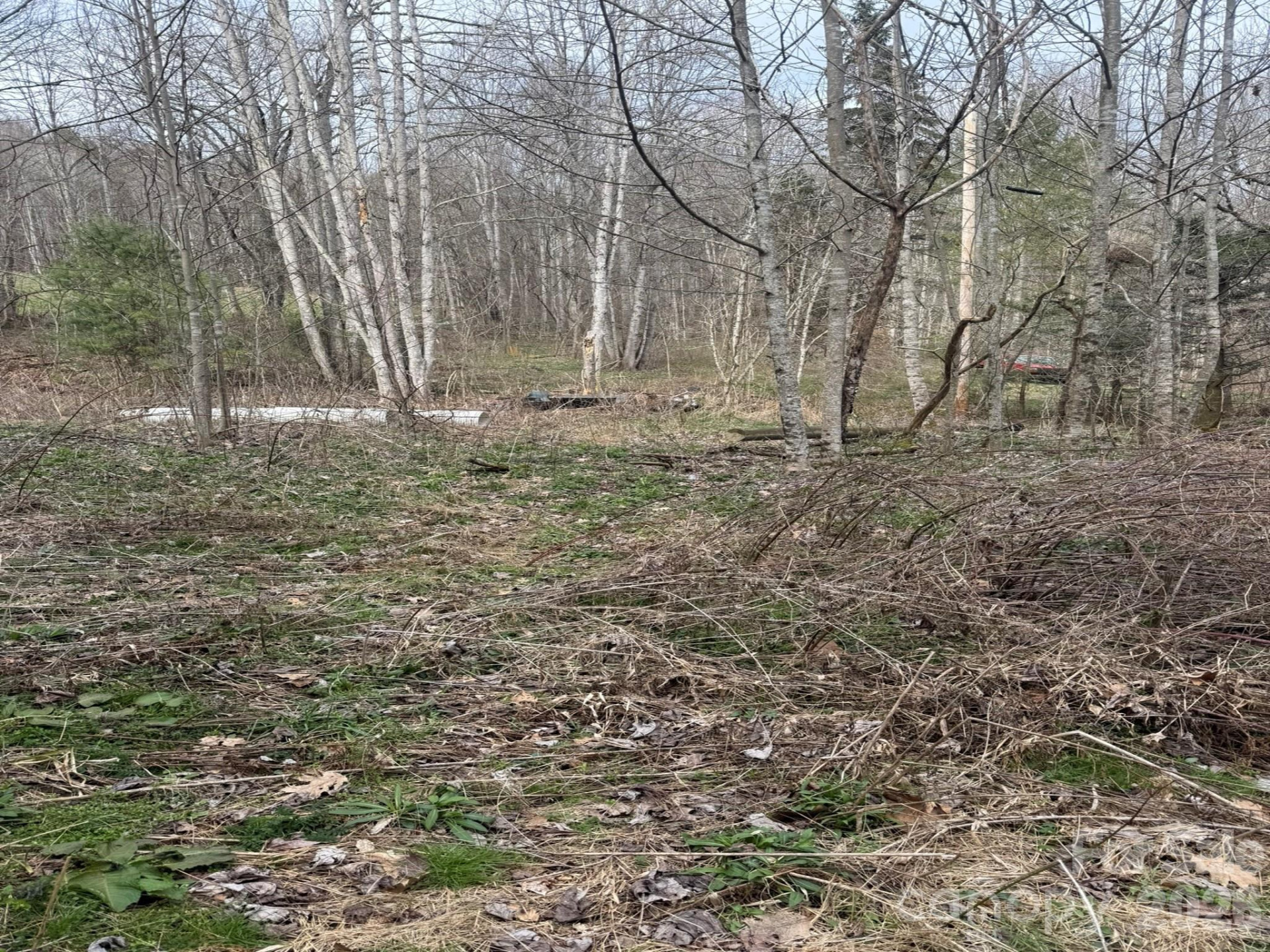 TBD 1.2 Acres Jass Cove Road - Photo 4