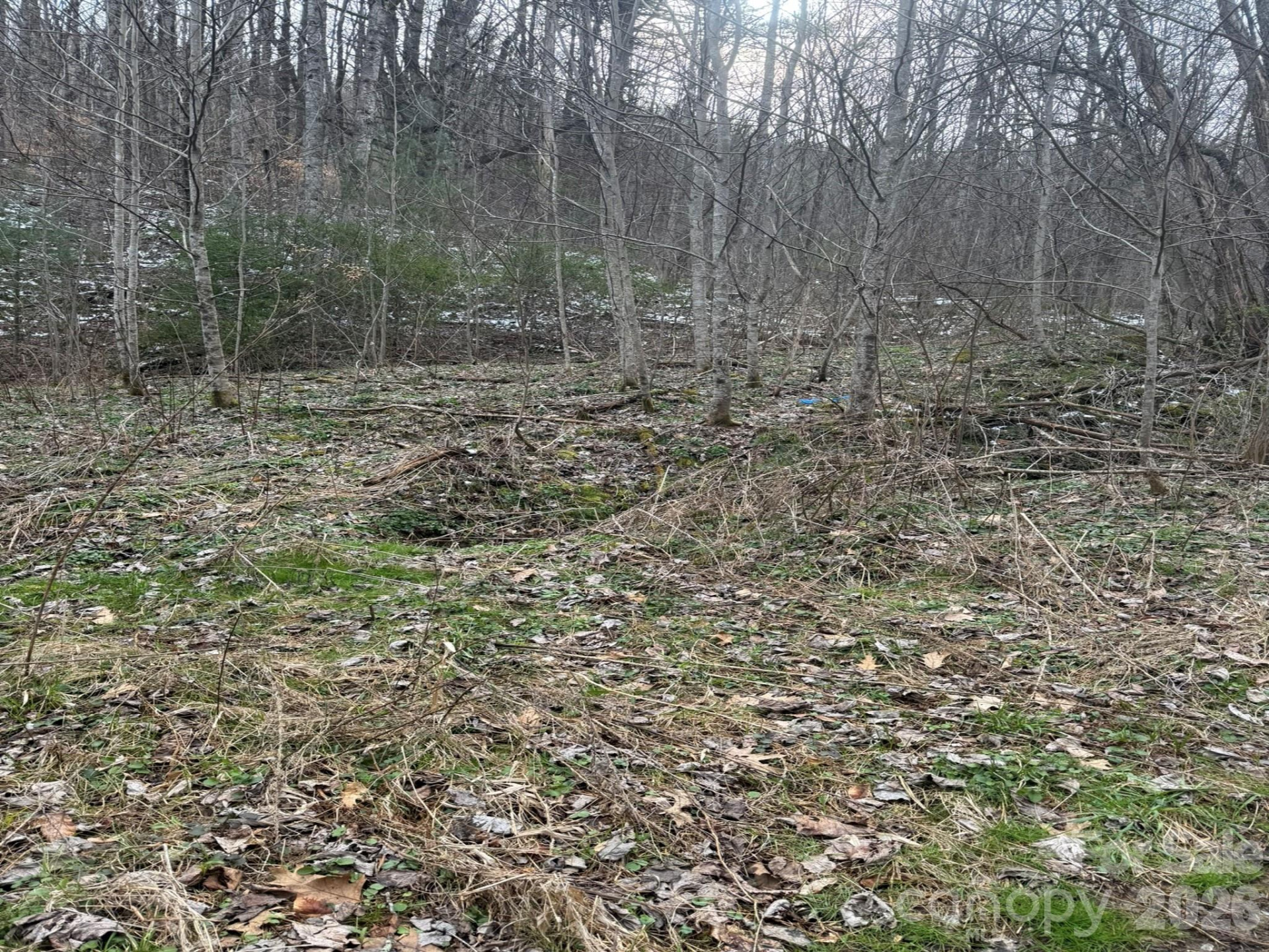 TBD 1.2 Acres Jass Cove Road - Photo 5