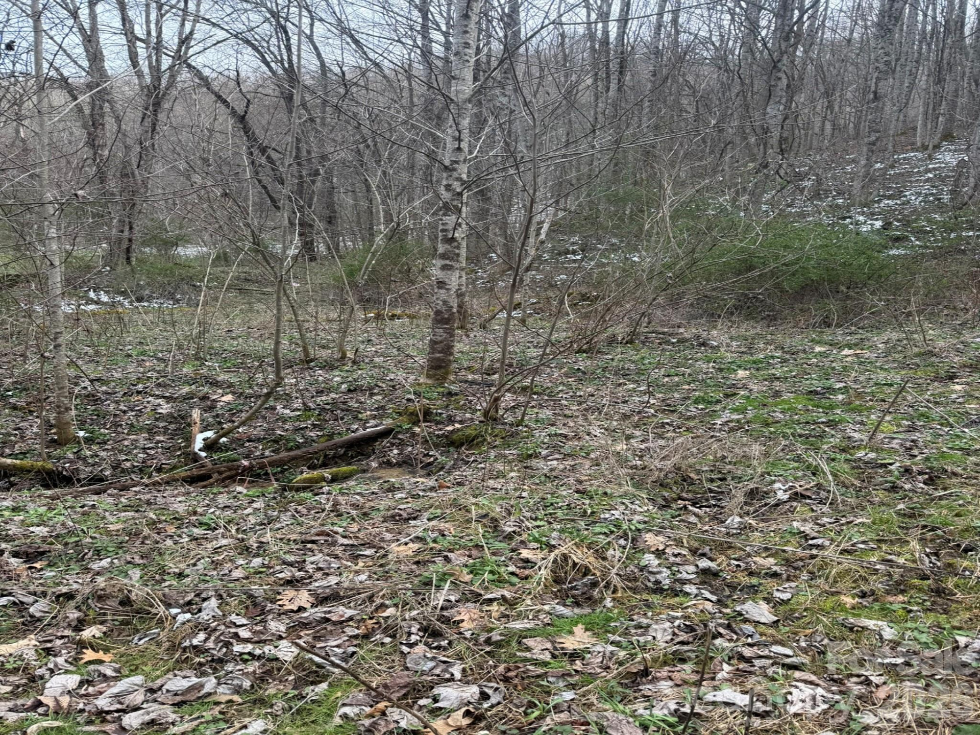 TBD 1.2 Acres Jass Cove Road - Photo 6